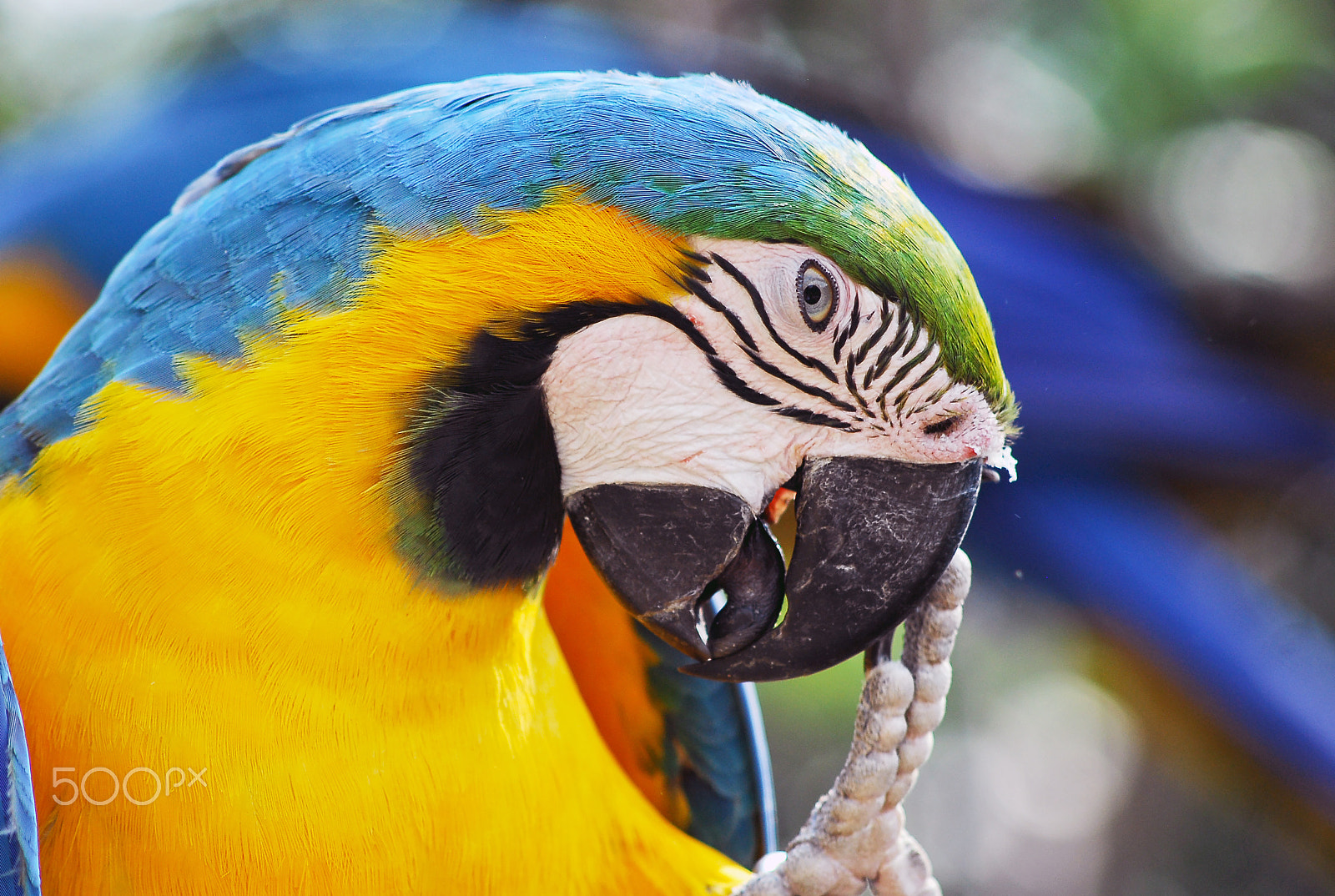 AF Nikkor 70-210mm f/4-5.6 sample photo. Colorful photography