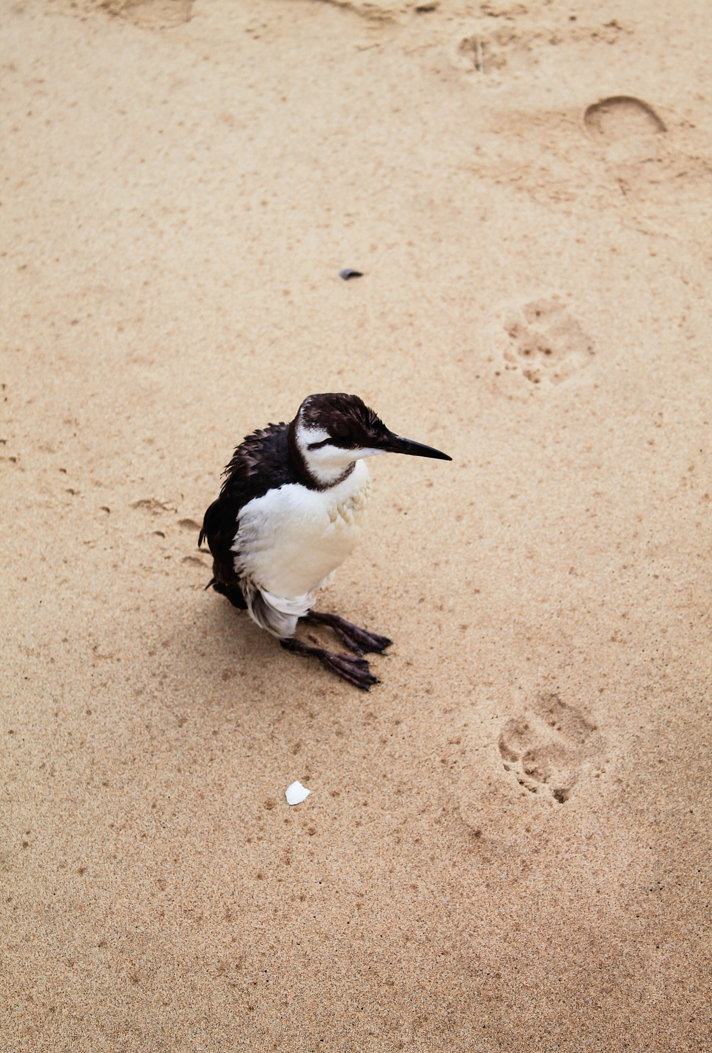 Bird lost in Calais