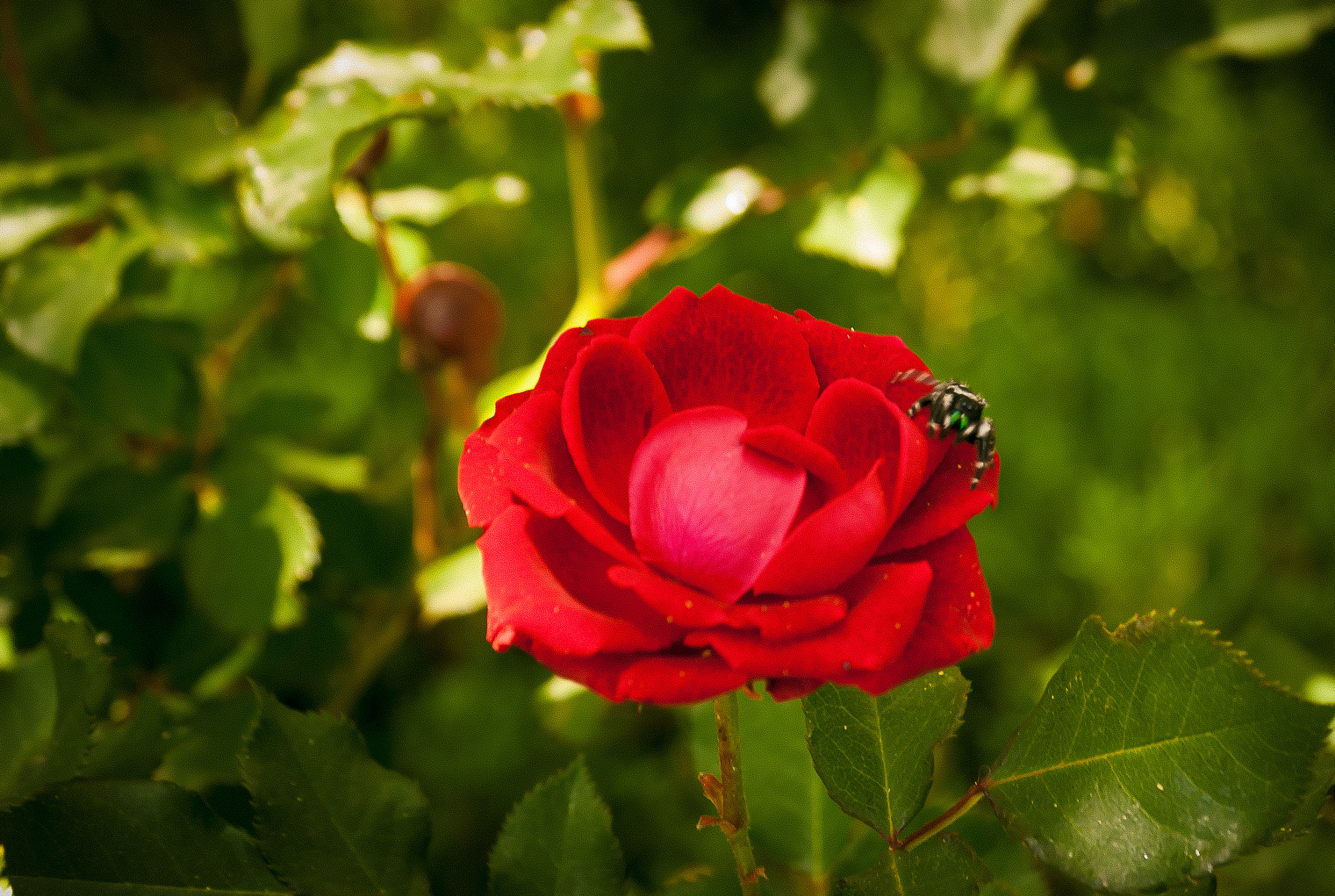 Nikon D80 sample photo. Spidey sense photography