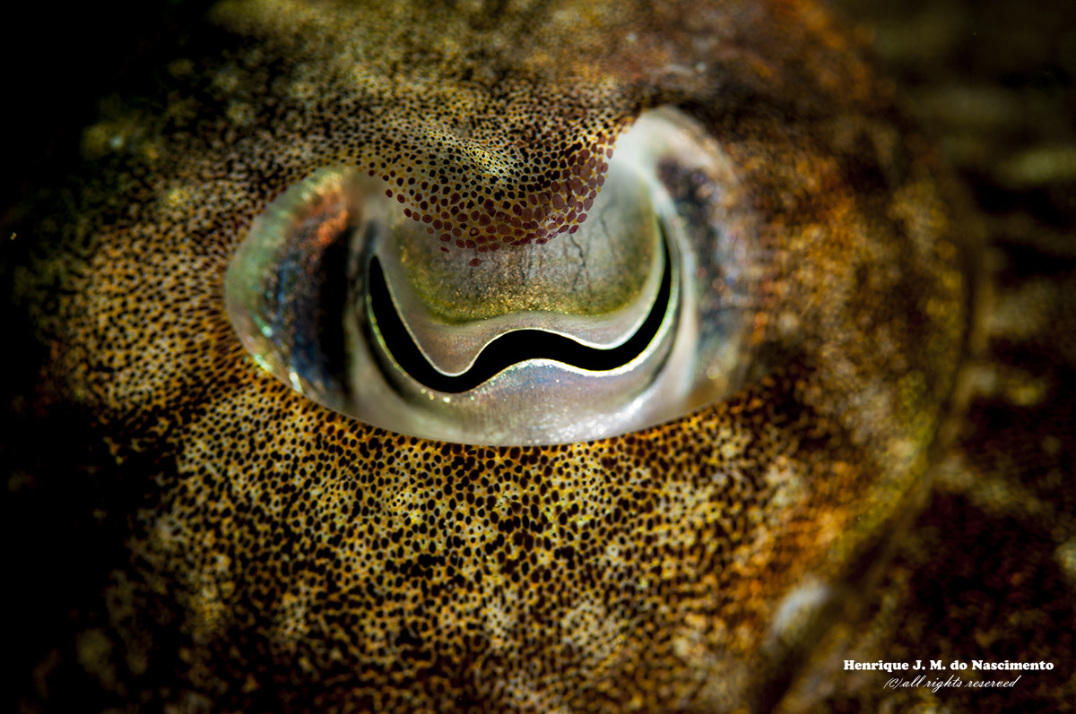 Sigma 105mm F2.8 EX DG OS HSM sample photo. Eye, looking to me... photography