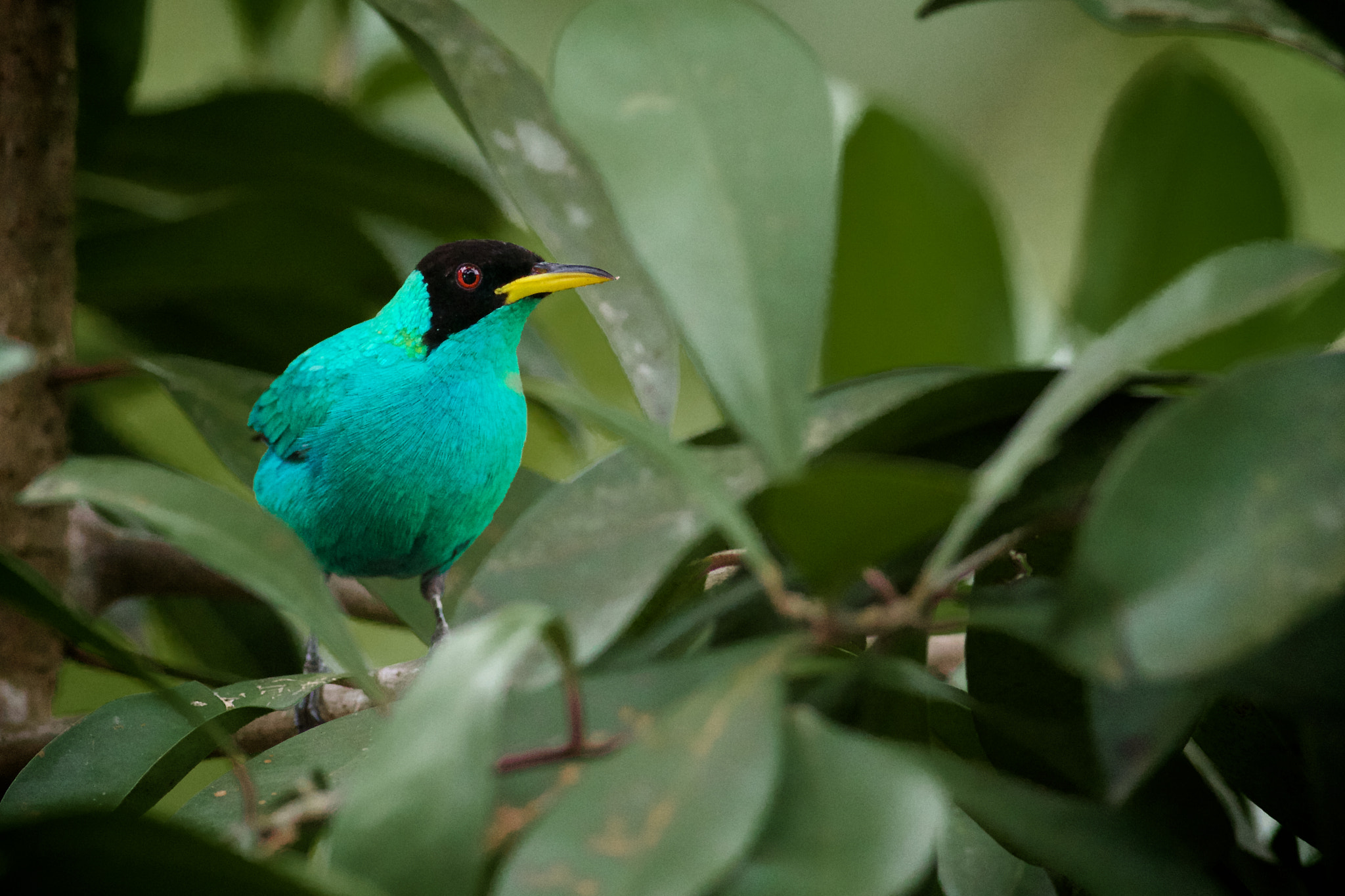Canon EOS 70D + Canon EF 400mm F5.6L USM sample photo. Green honeycreeper photography