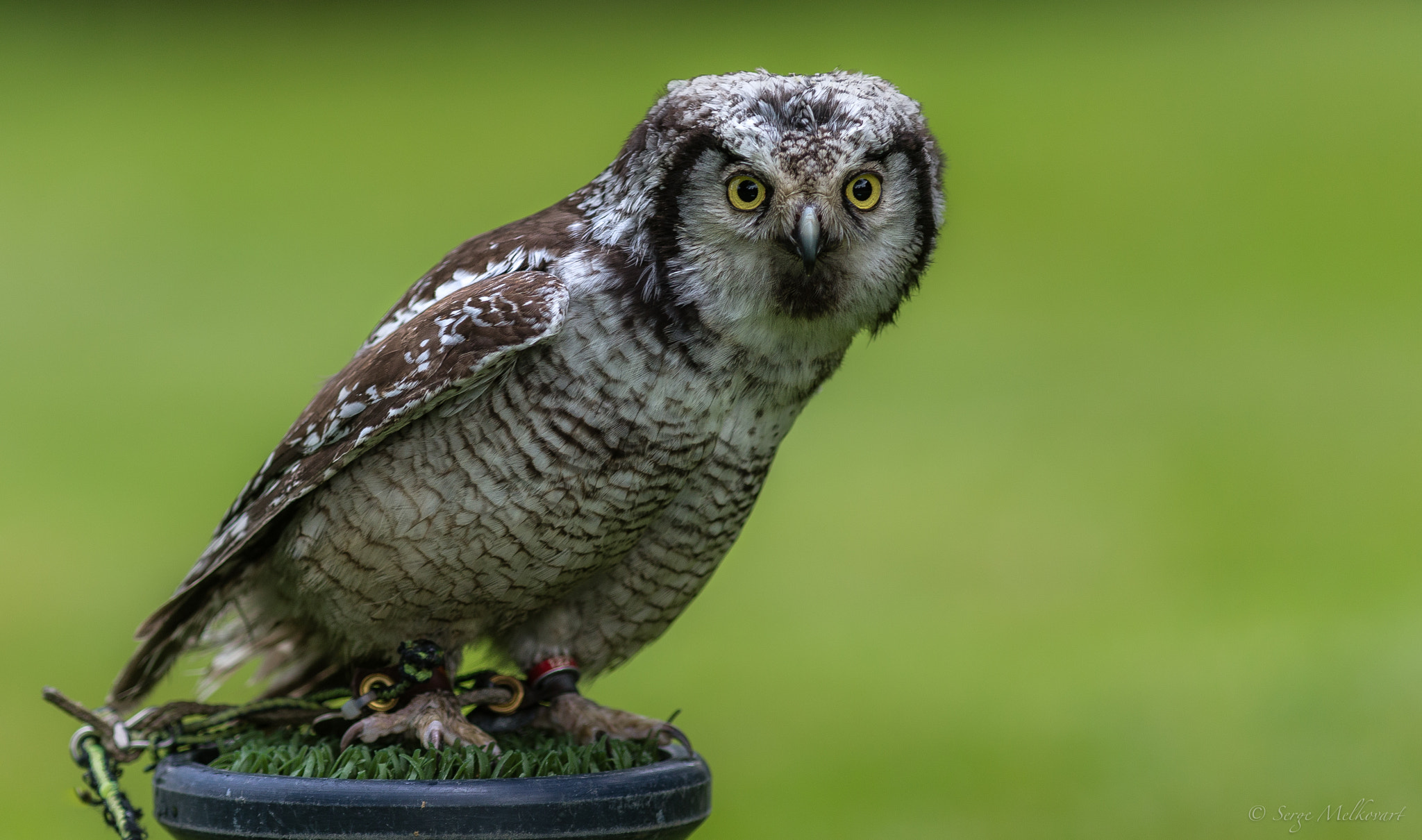 Canon EOS-1D X + Canon EF 300mm F4L IS USM sample photo. Owl photography