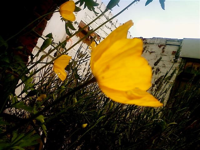 Samsung GT-E2550 sample photo. Poppies in our back yard.......... photography