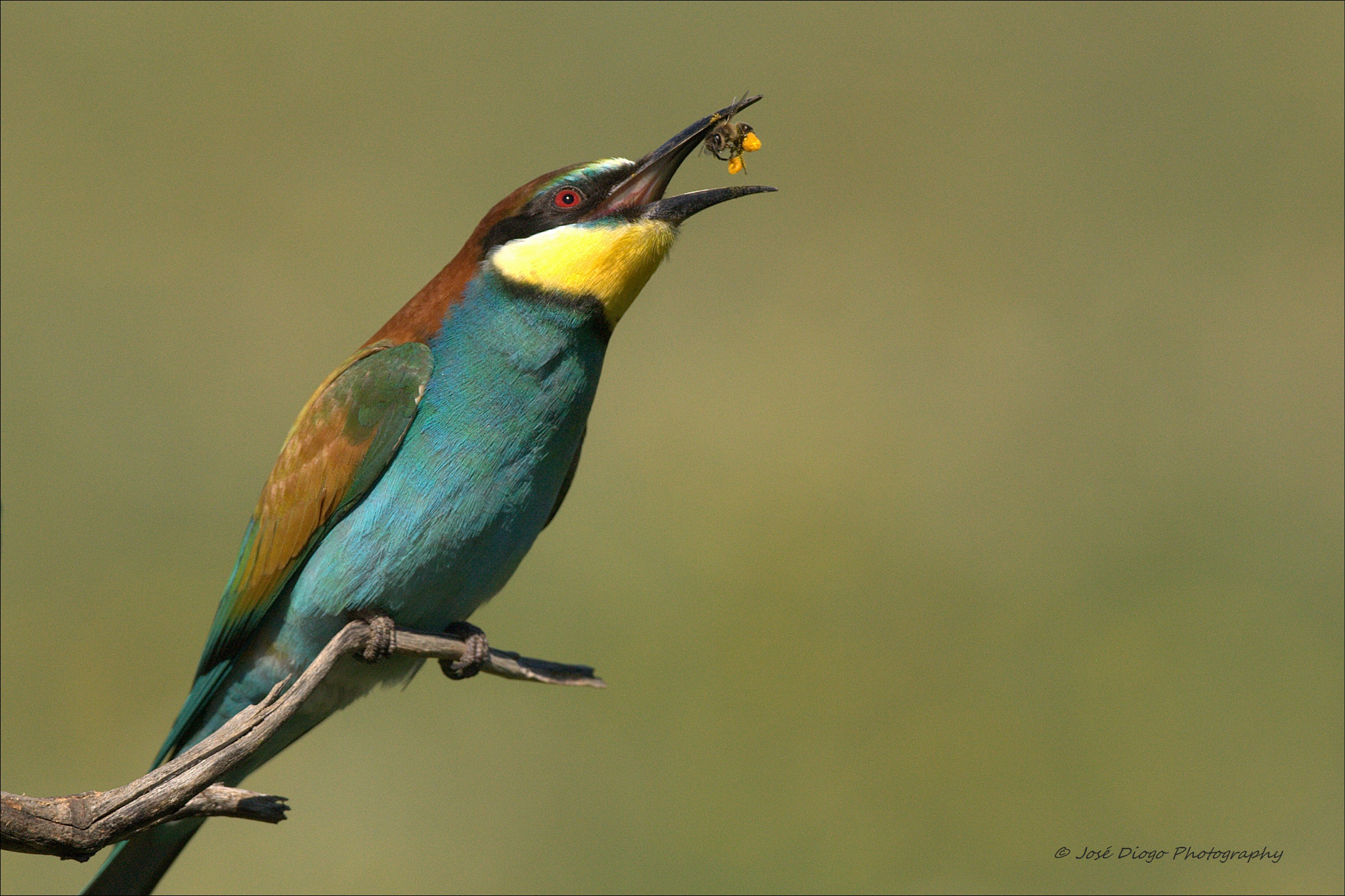 Canon EOS-1D Mark III + Canon EF 500mm F4L IS USM sample photo. (merops apiaster) photography
