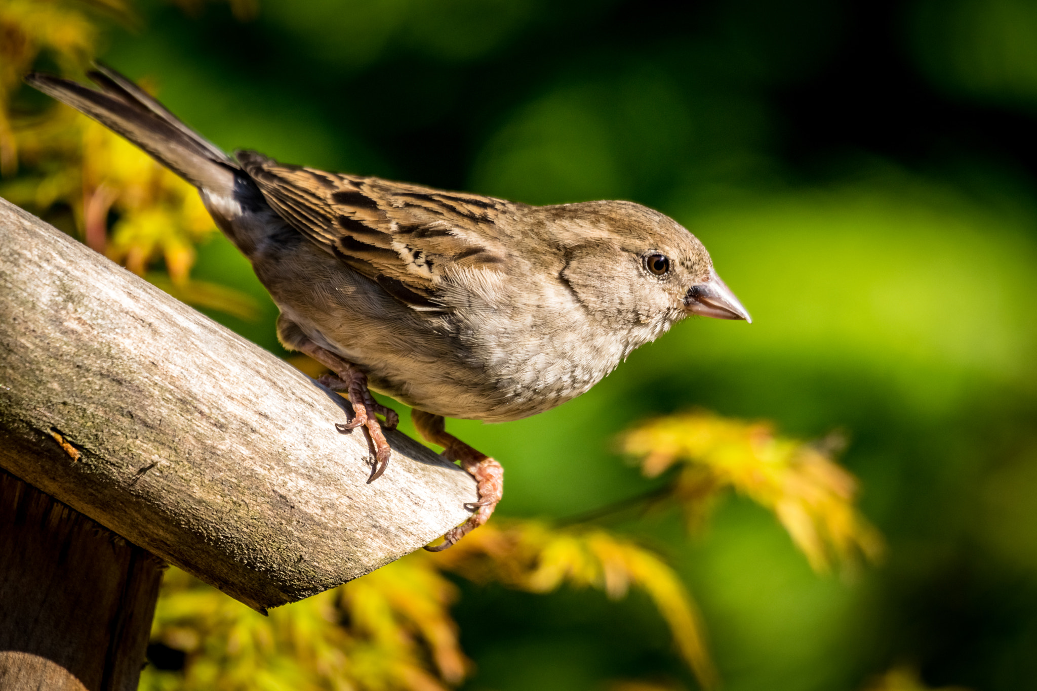 Sigma 50-500mm F4.5-6.3 DG OS HSM sample photo. Sparrow photography