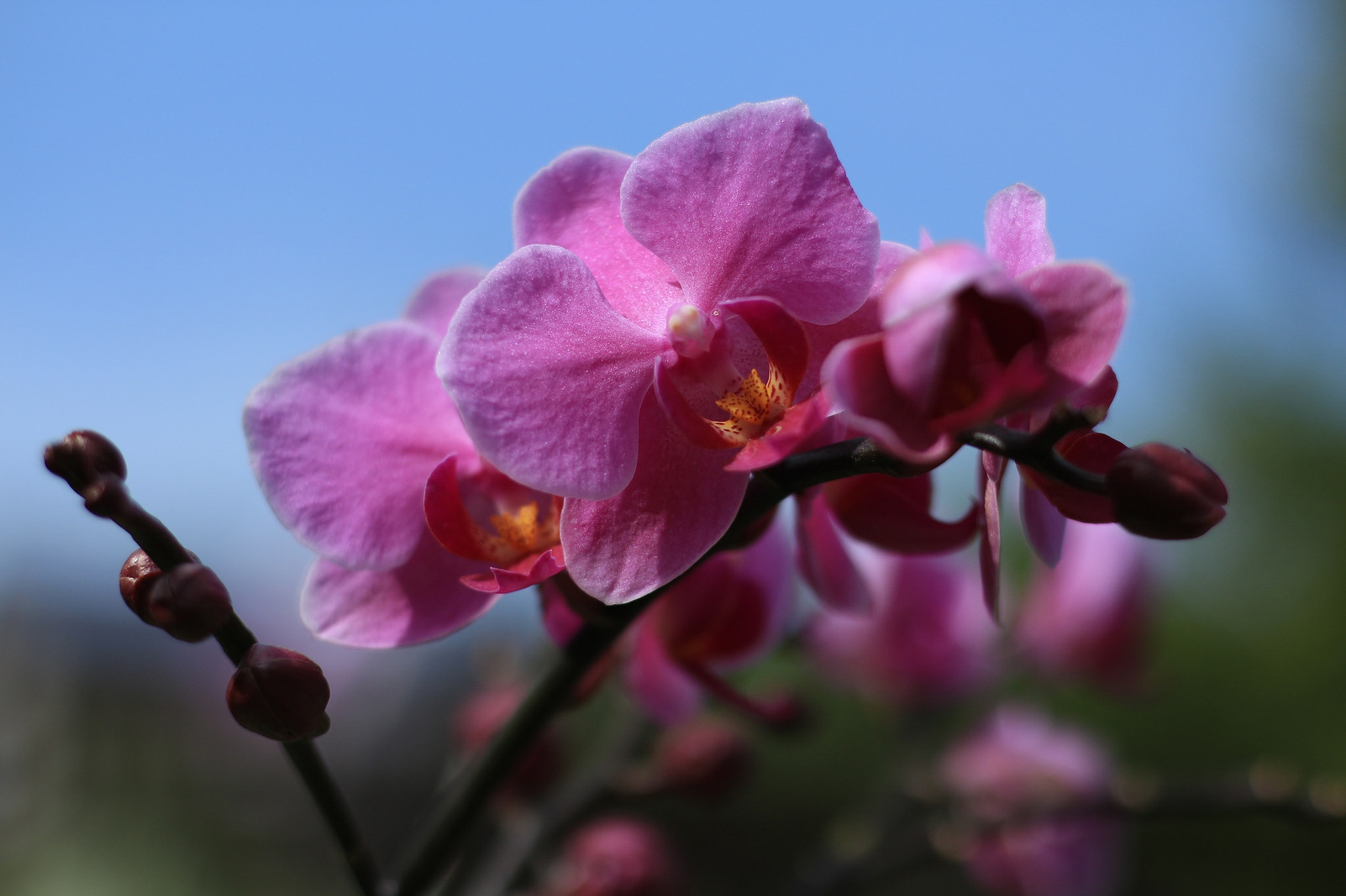 Canon EOS M + Canon EF 50mm F1.8 STM sample photo