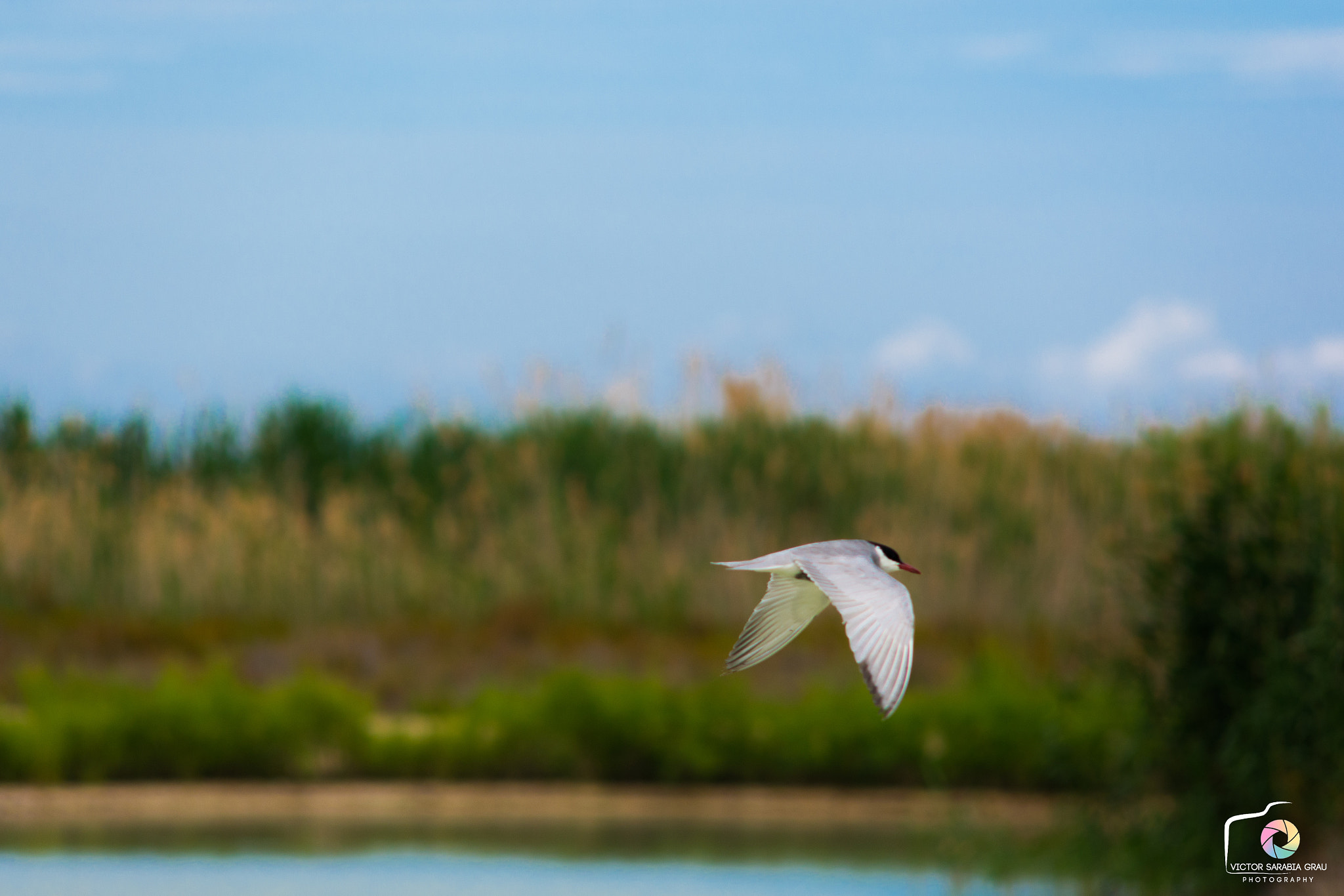 Sigma 50-150mm F2.8 EX APO DC HSM II sample photo. Ave photography