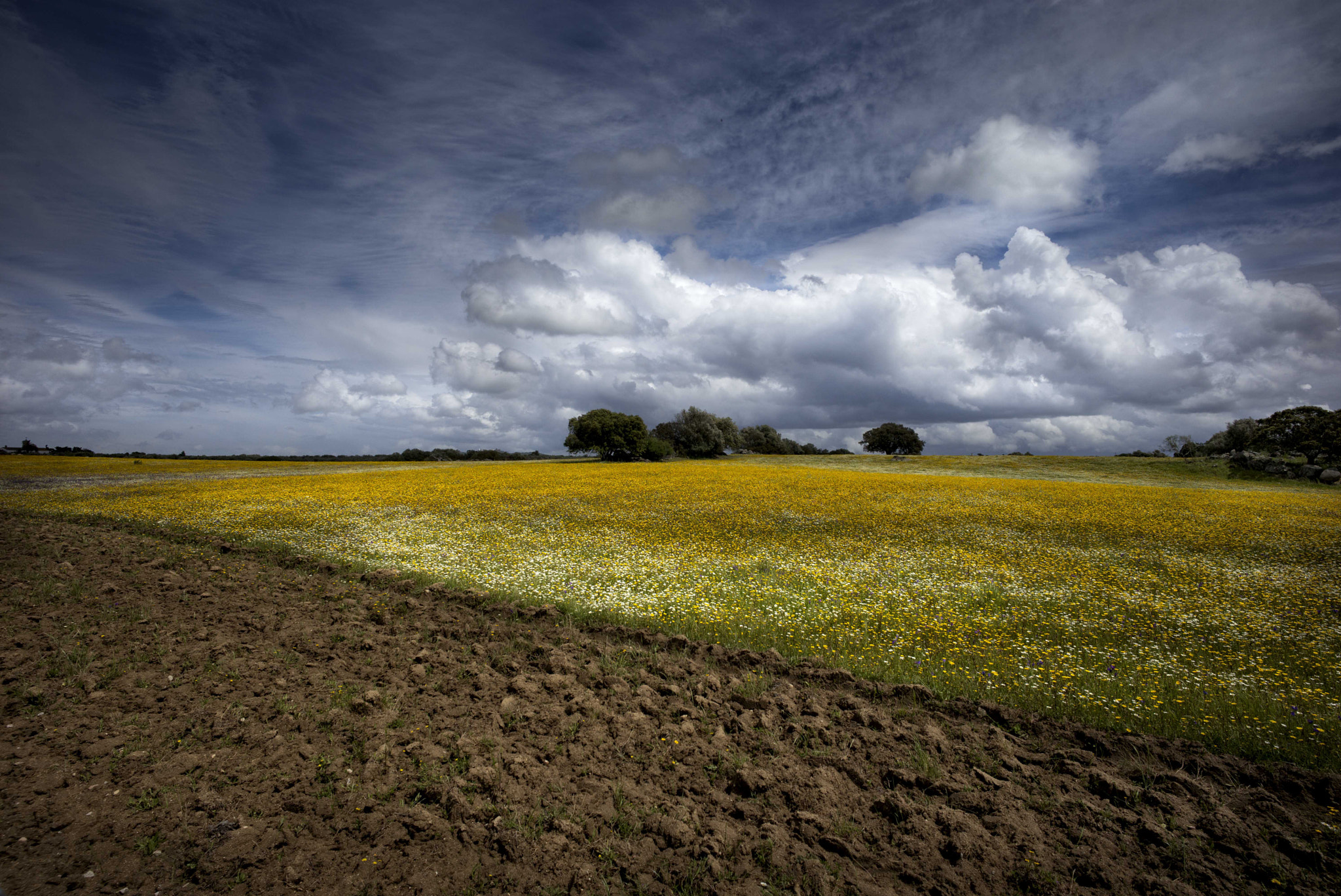 Leica M (Typ 240) + Leica Super-Elmar-M 18mm F3.8 ASPH sample photo. Alentejo photography