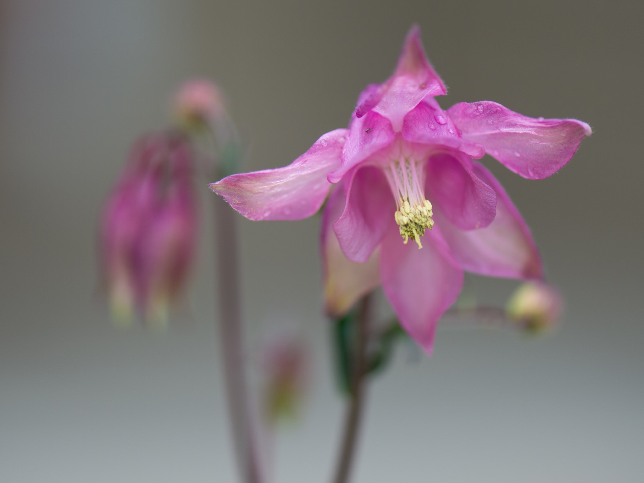 Nikon Df sample photo. Flower photography