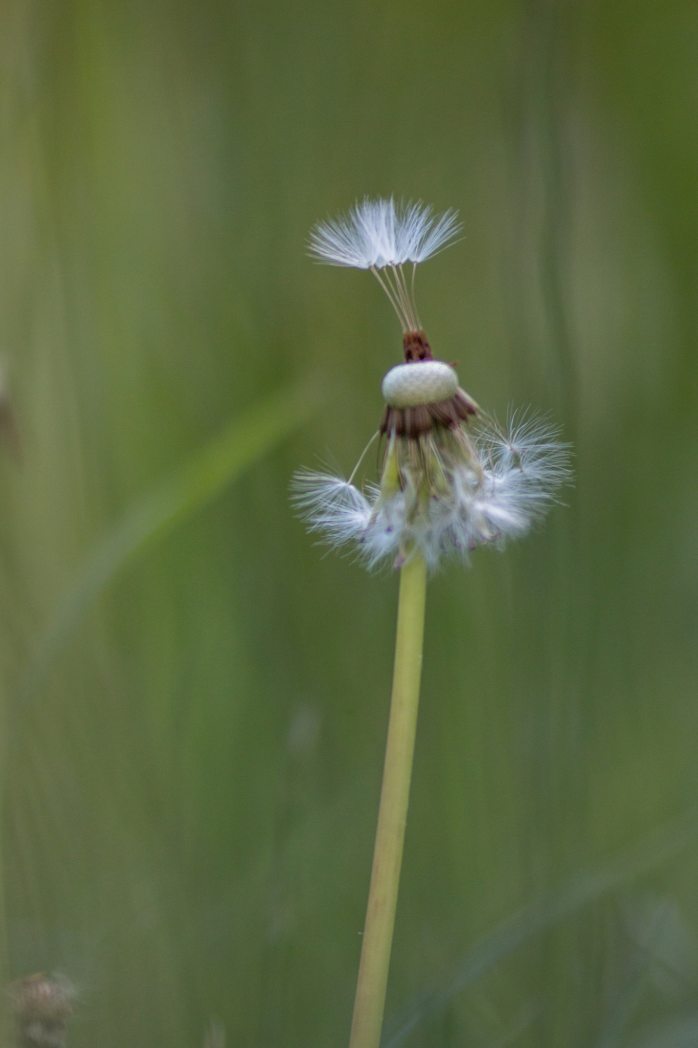Canon EF 135mm F2L USM sample photo. Spring infusion iv photography