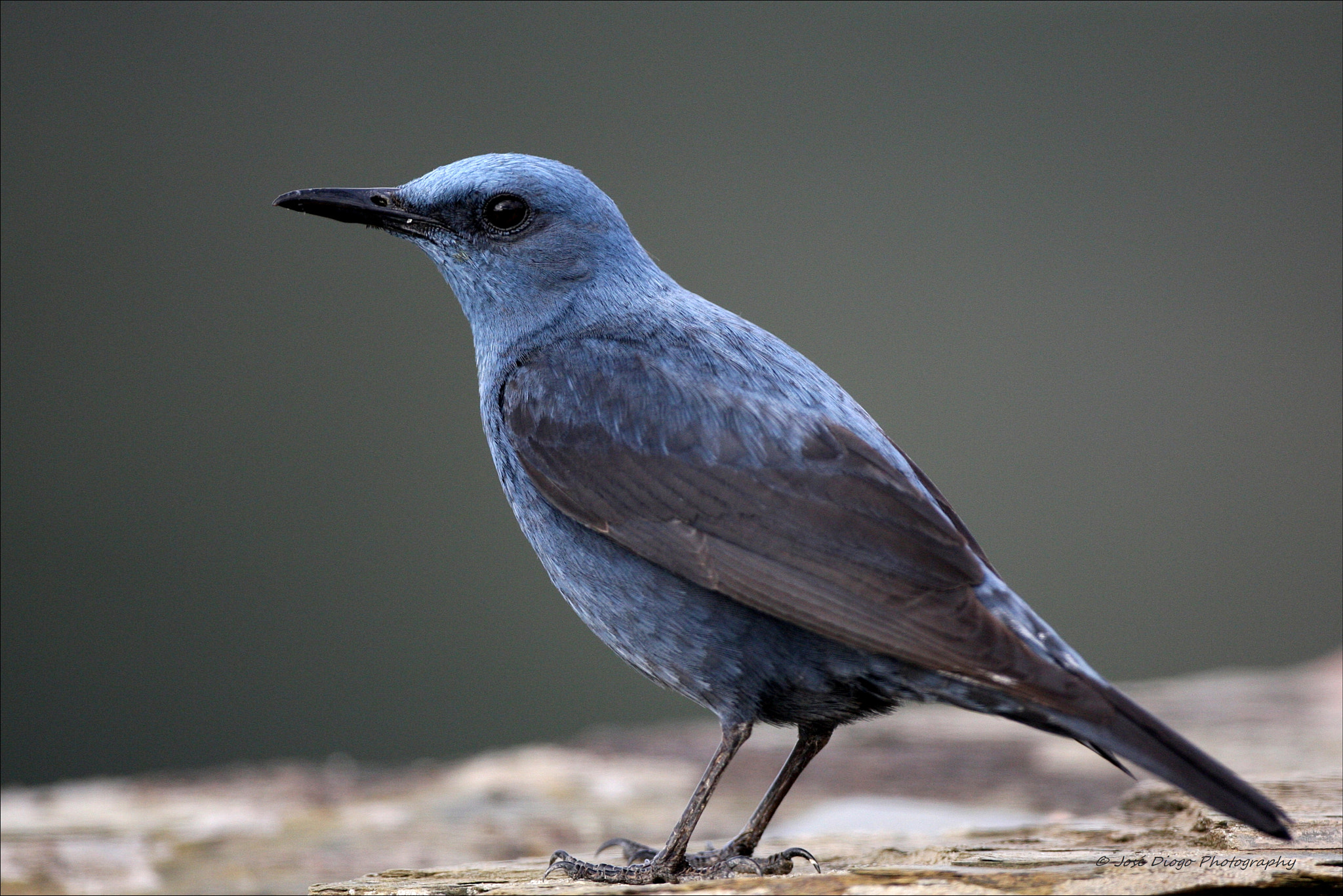 Canon EF 500mm F4L IS USM sample photo. (monticola solitarius) photography