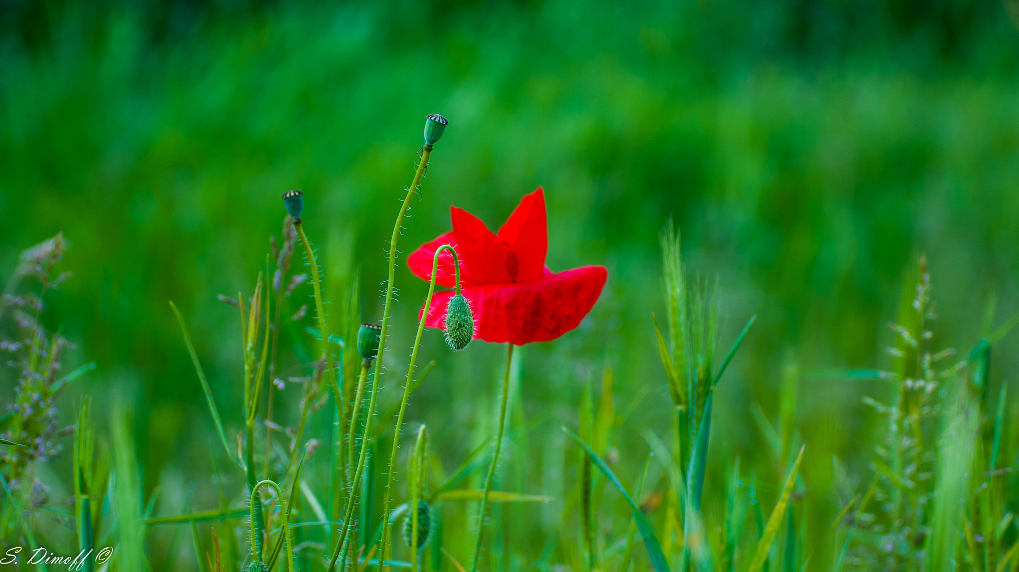Tamron SP 70-300mm F4-5.6 Di USD sample photo
