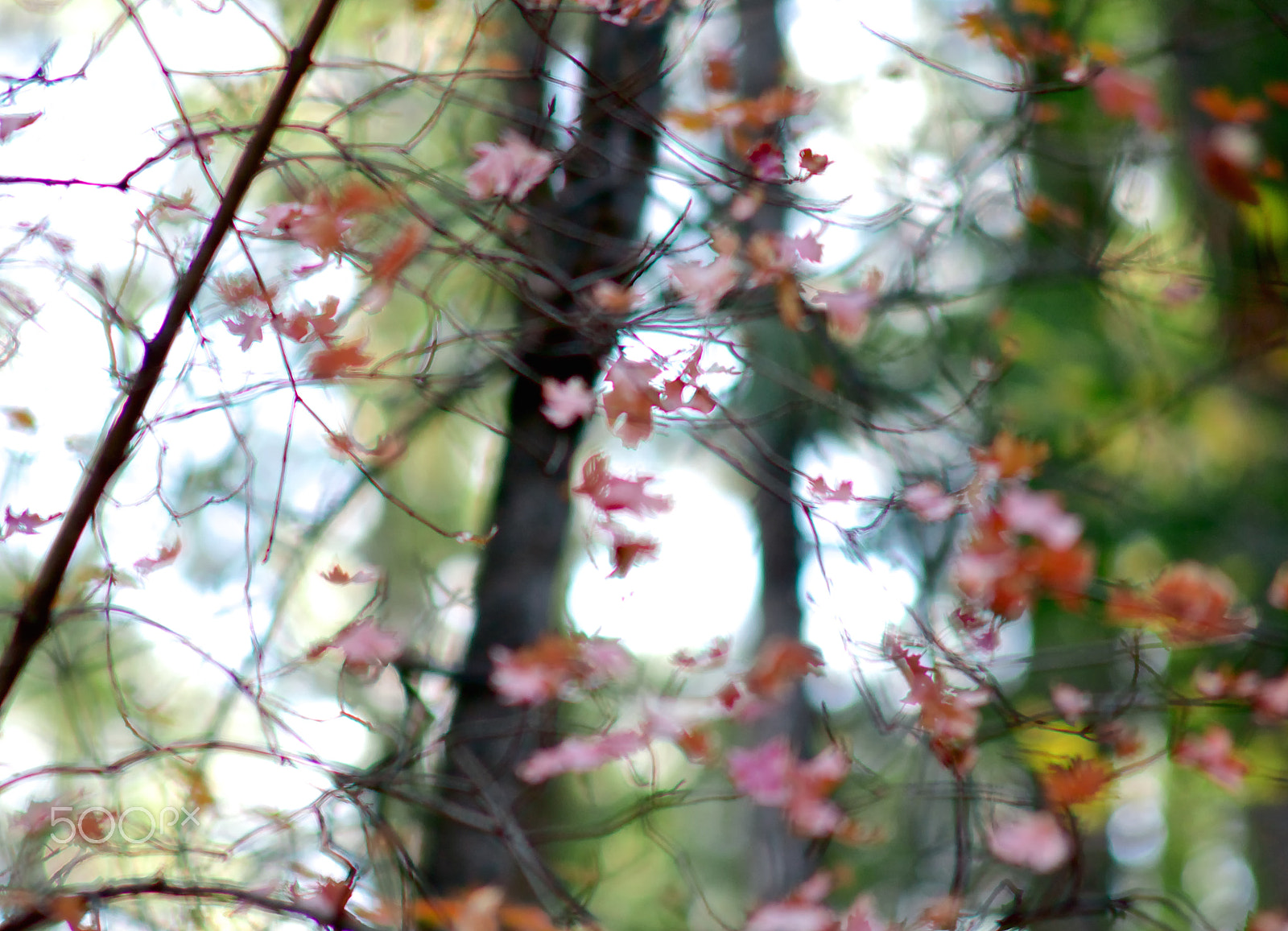 Nikon D300S + AF Nikkor 50mm f/1.8 sample photo. Dream scape - color and form photography