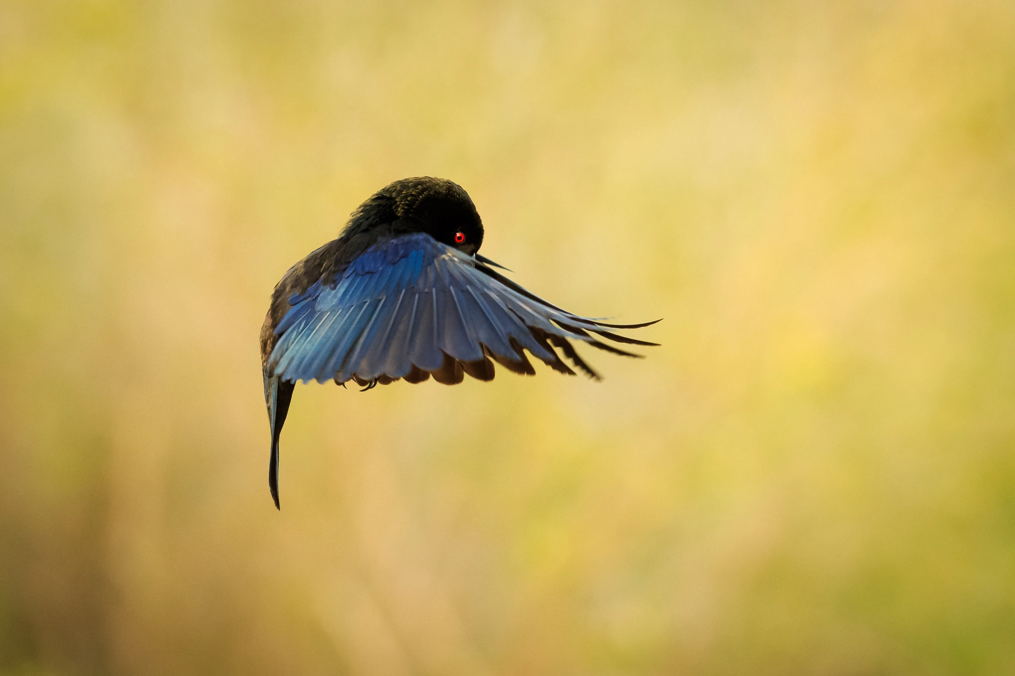 Canon EOS-1D X + Canon EF 600mm f/4L IS sample photo. Flyin' the red eye photography