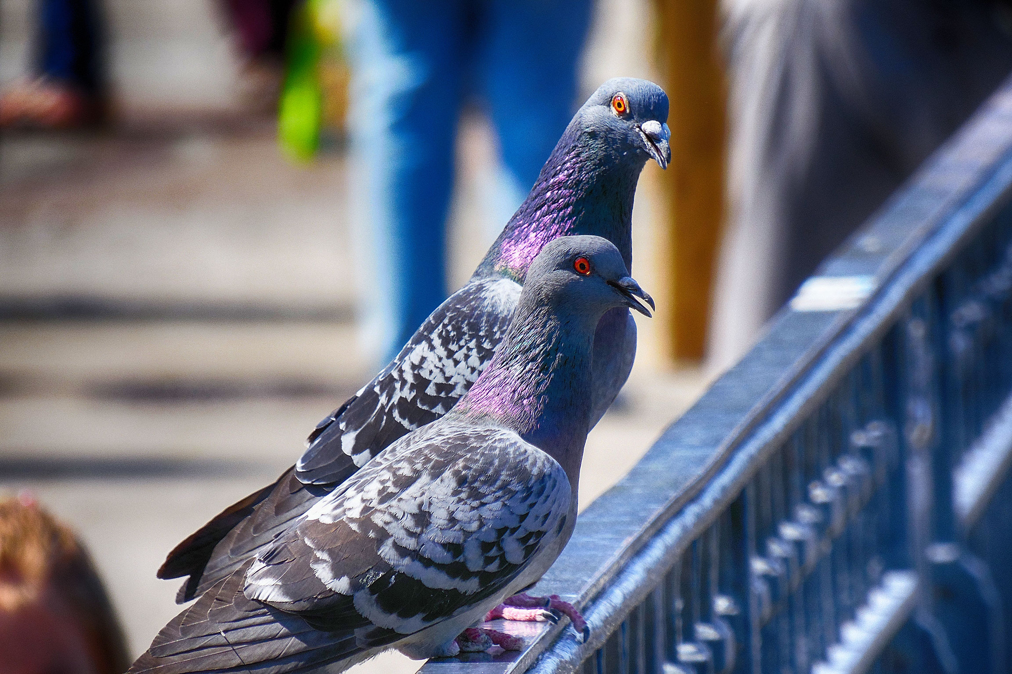 Samsung WB2200F sample photo. Dresden photography