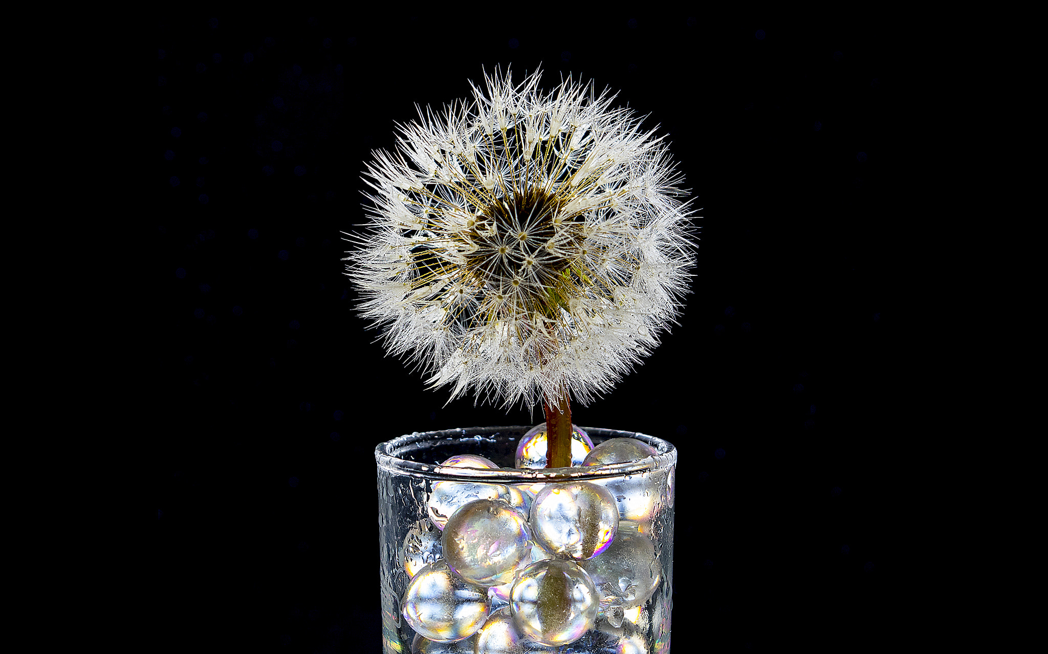 Canon EF-S 18-135mm F3.5-5.6 IS STM sample photo. Dandelion wine photography