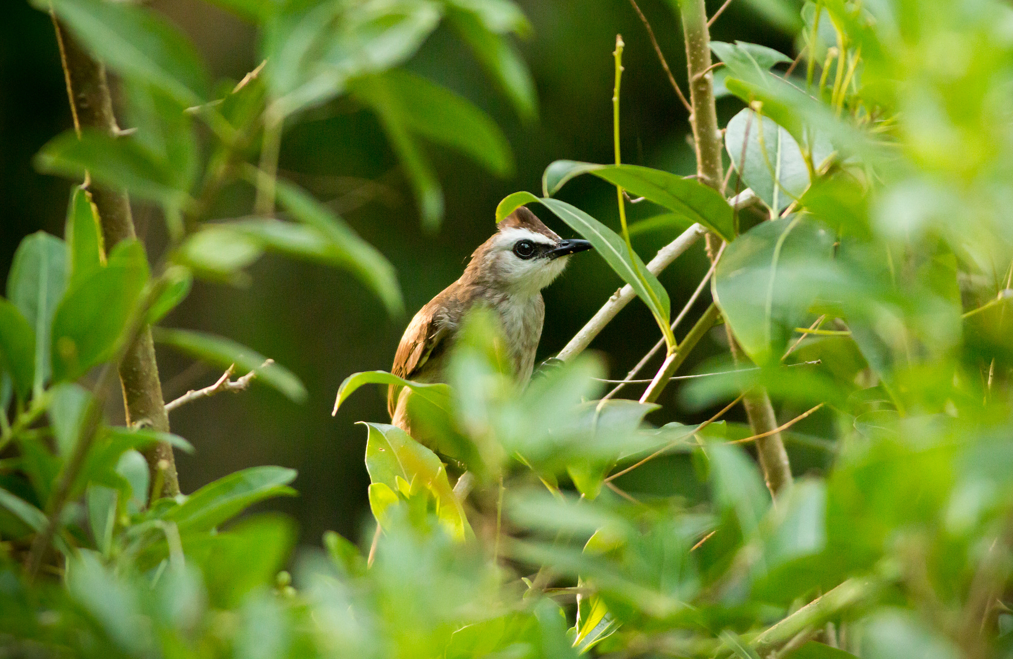 Canon EOS 70D + Canon EF 400mm F5.6L USM sample photo. Yellow-vented bulbul in morning sun photography