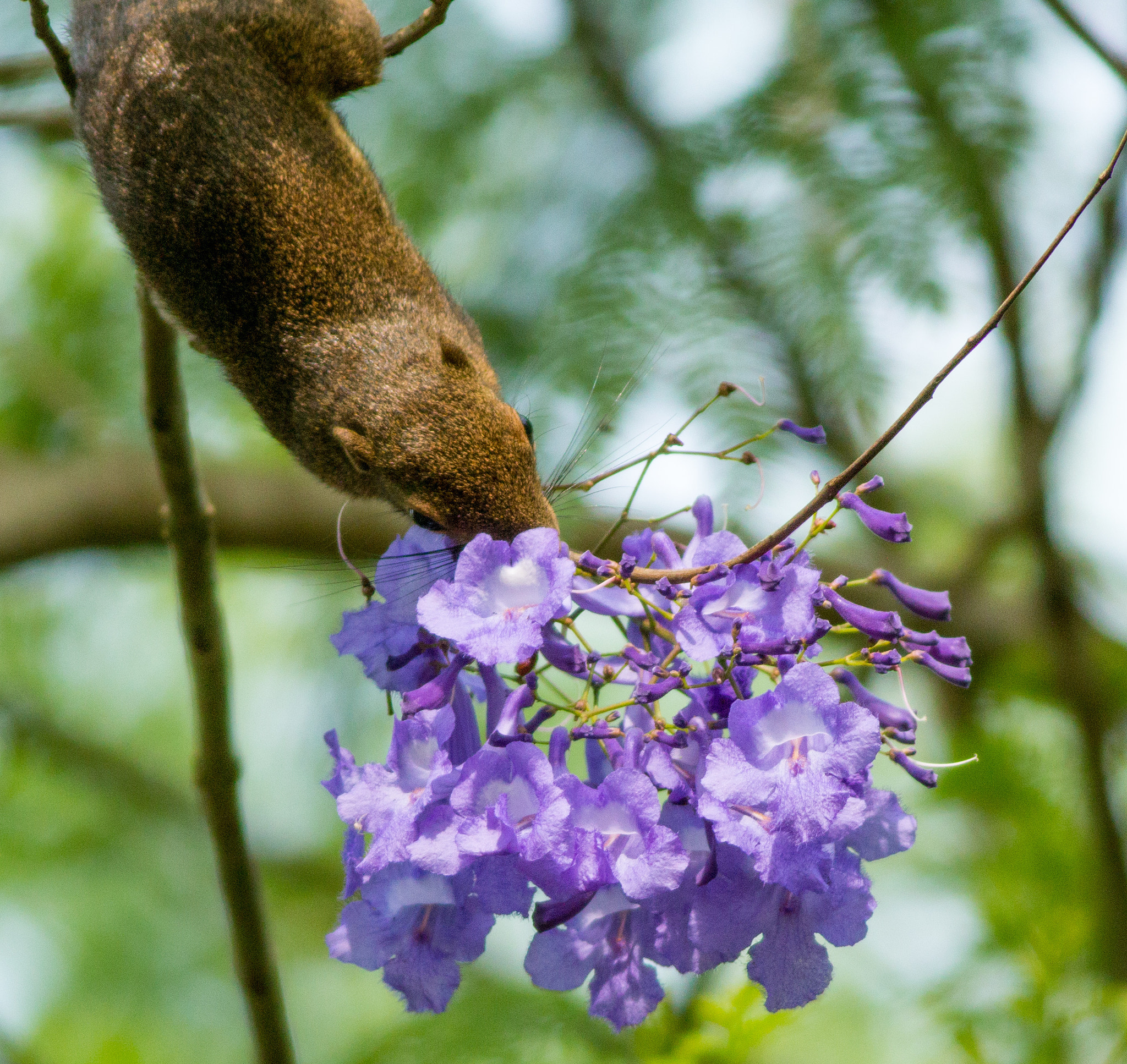 Canon EOS 70D + Canon EF 400mm F5.6L USM sample photo. Plantain squirrel eating flowers photography
