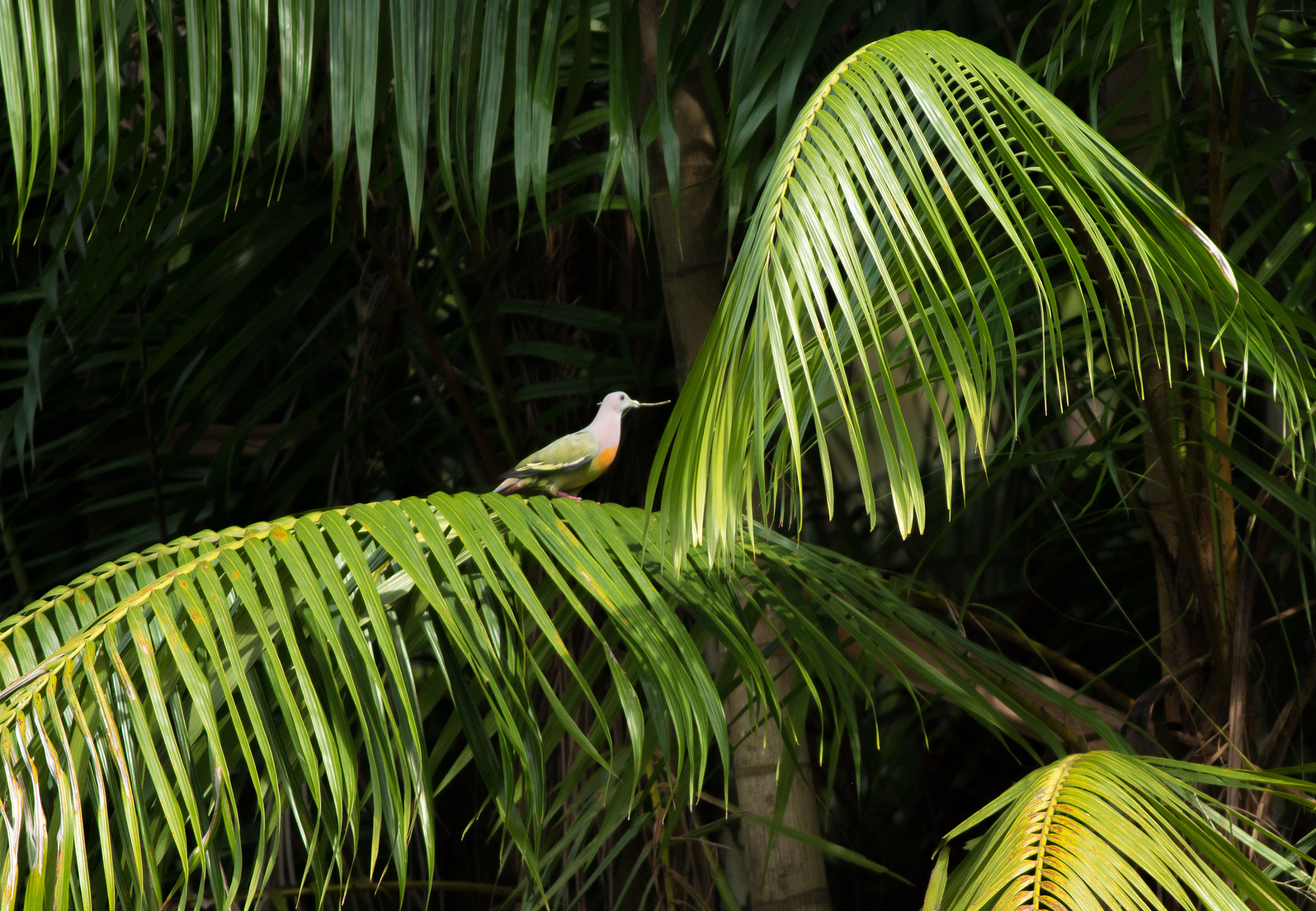 Canon EOS 70D + Canon EF 400mm F5.6L USM sample photo. Pink-necked green pigeon building nest photography