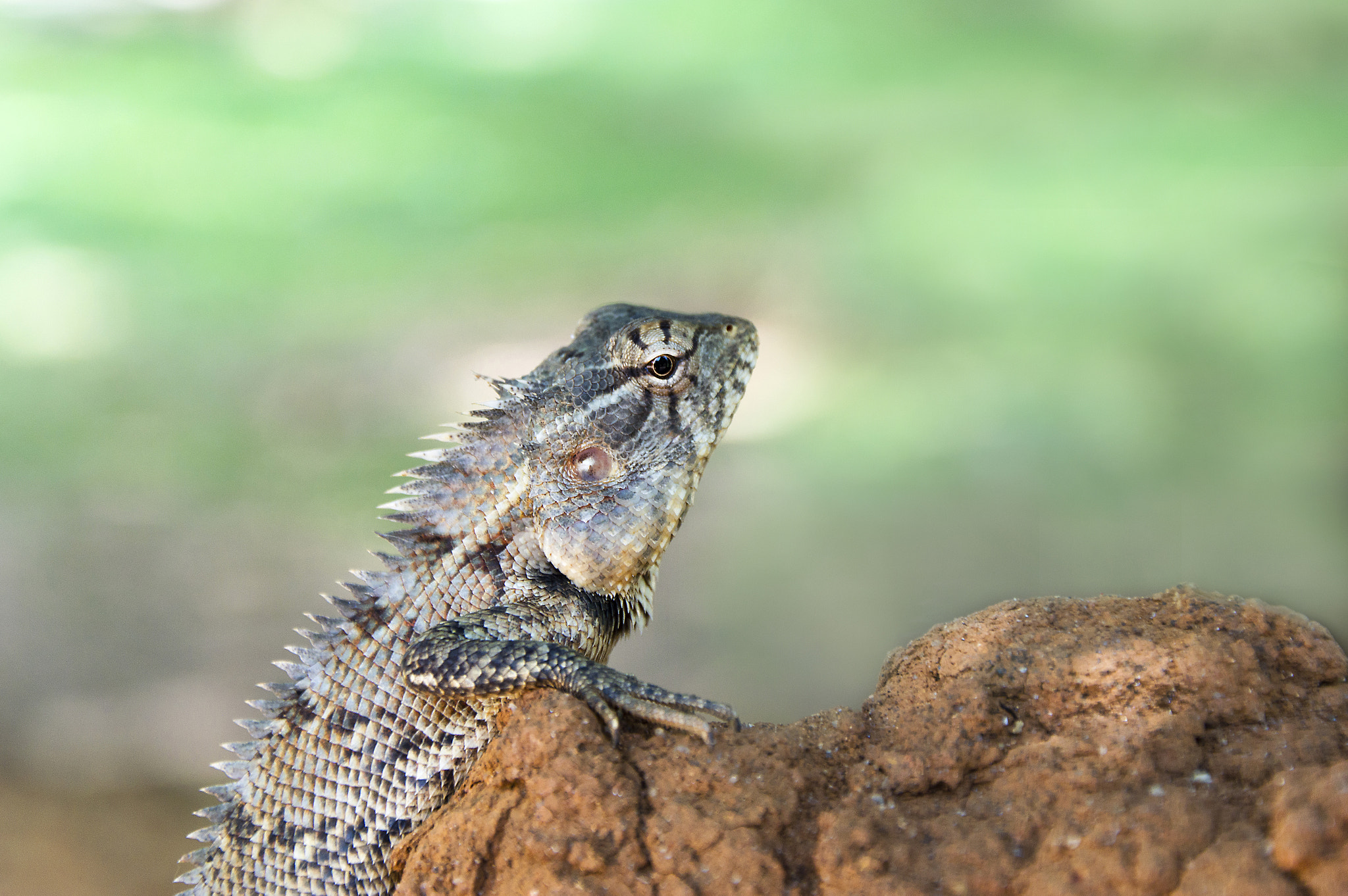 Nikon D3200 + Tamron SP 35mm F1.8 Di VC USD sample photo. Lizard photography