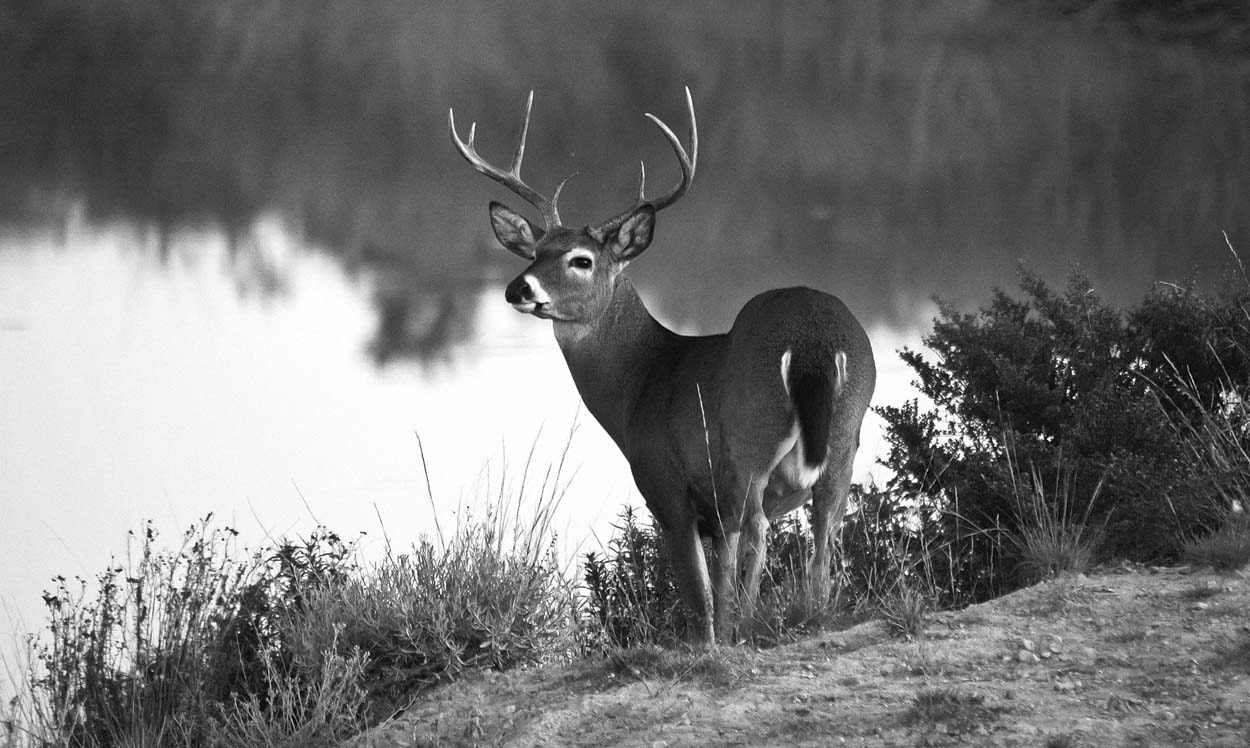 Nikon D70s + Sigma 50-500mm F4-6.3 EX APO RF HSM sample photo. Venado cola blanca. photography