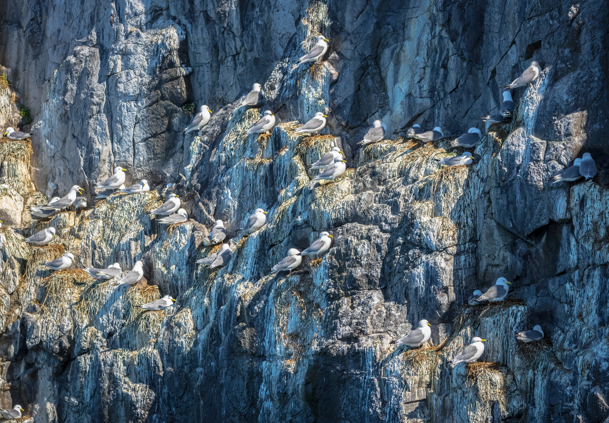 Sigma 70-200mm F2.8 EX DG OS HSM sample photo. Fulmarus glacialis photography