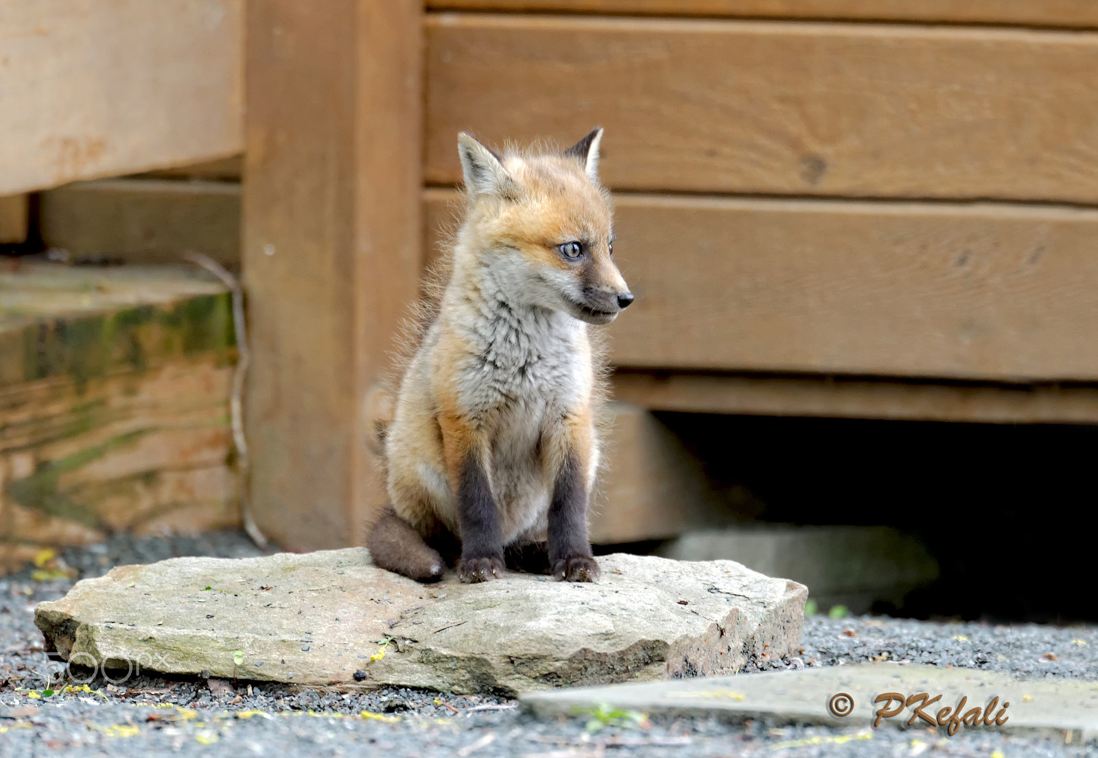 Nikon D600 sample photo. Fox kit photography