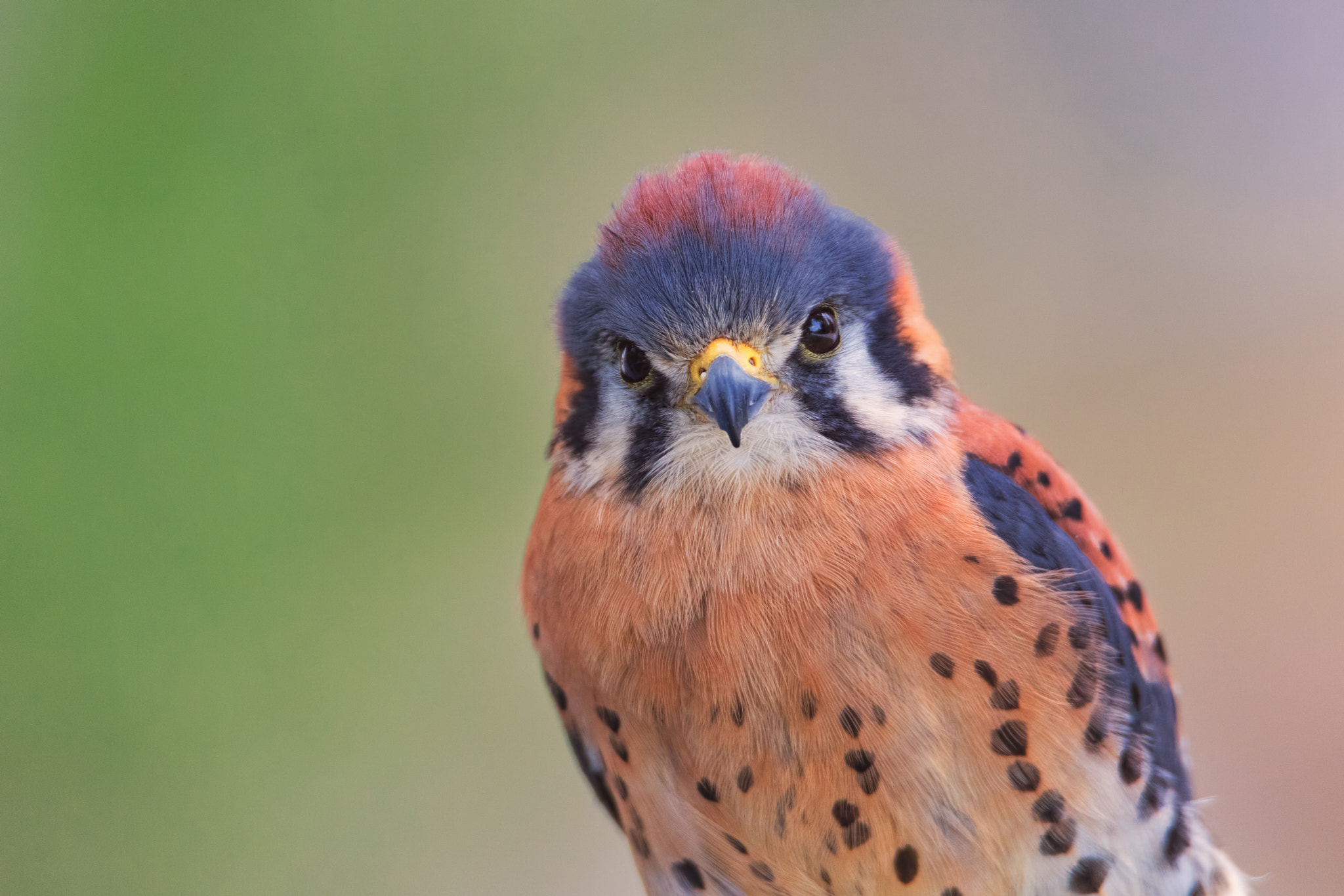 Tamron SP 150-600mm F5-6.3 Di VC USD sample photo. American kestrel photography