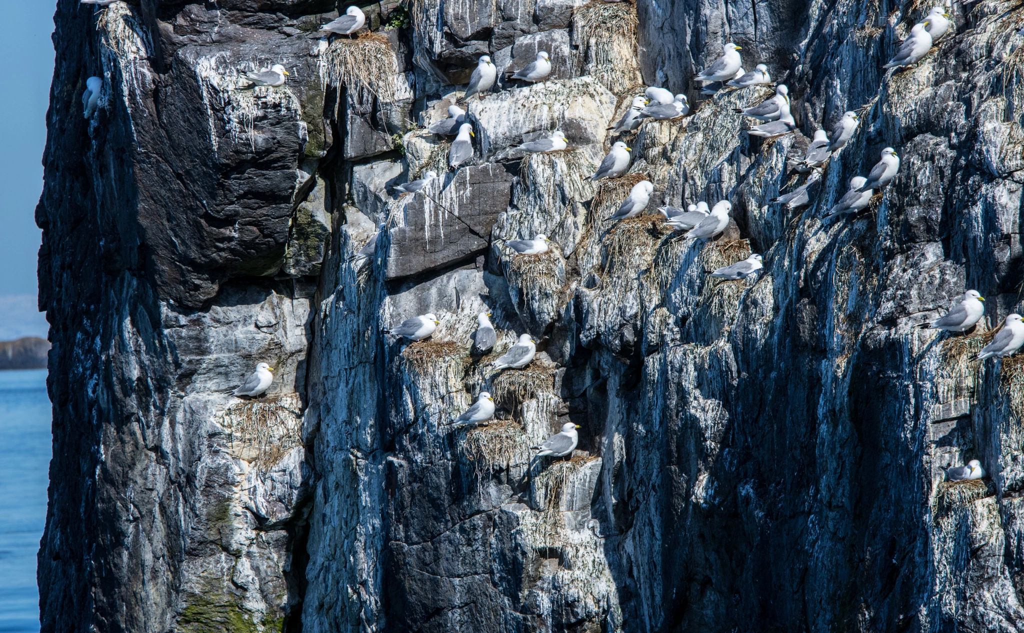 Sigma 70-200mm F2.8 EX DG OS HSM sample photo. Fulmarus glacialis photography