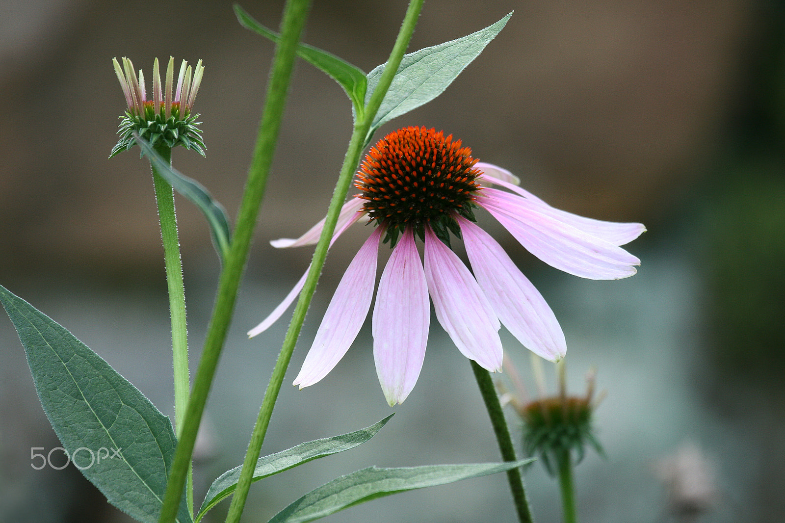 Canon EF 100-400mm F4.5-5.6L IS USM sample photo. Morning echinacea photography