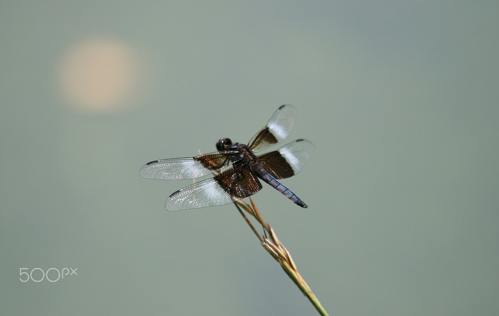Canon EF 100-400mm F4.5-5.6L IS USM sample photo. Hazy afternoon photography