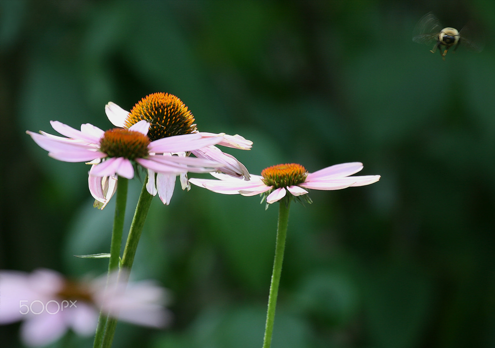 Canon EF 100-400mm F4.5-5.6L IS USM sample photo. The encounter - bee in flight photography
