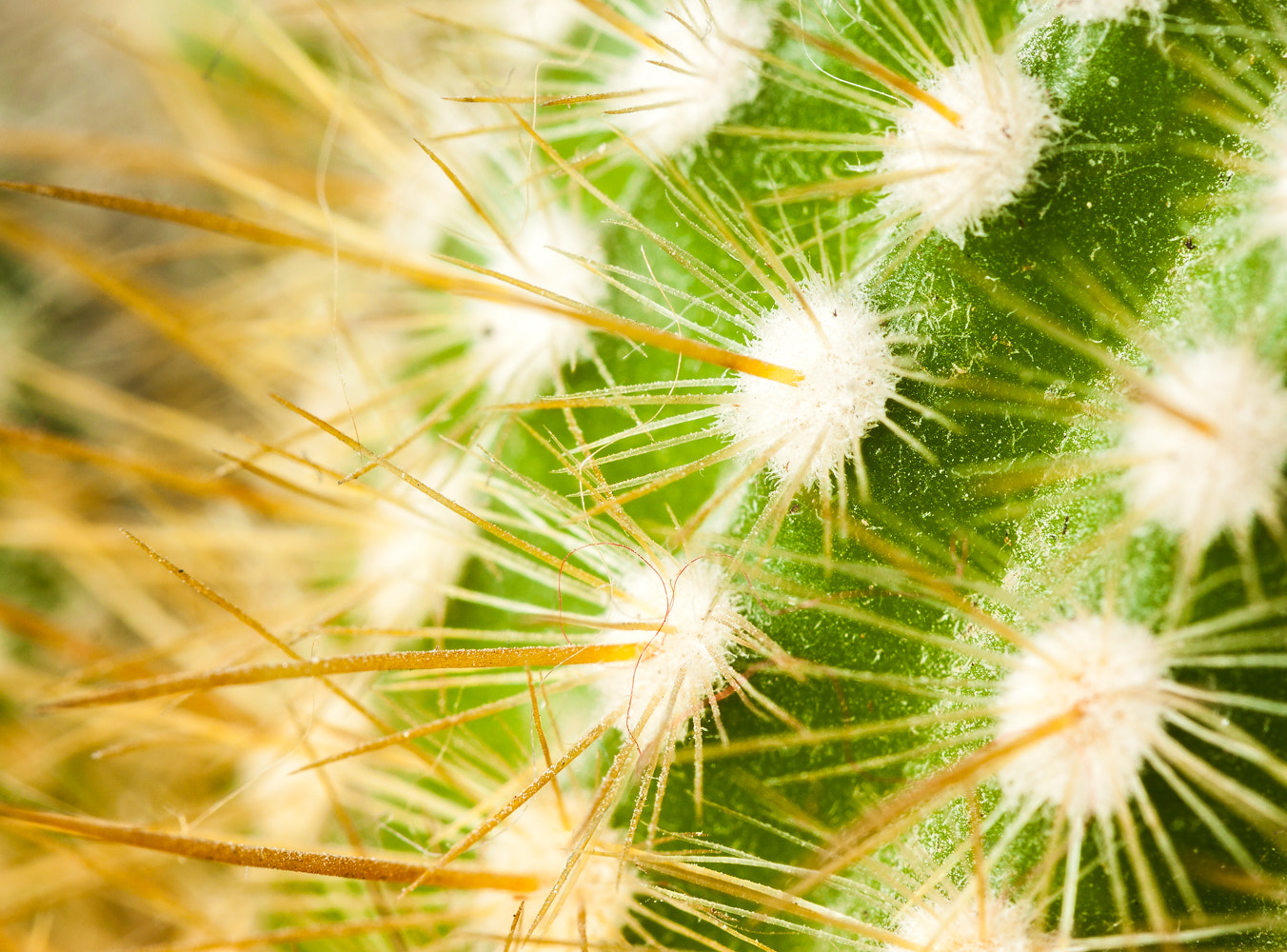Canon EF-S 60mm F2.8 Macro USM sample photo. 92/366: cactus photography