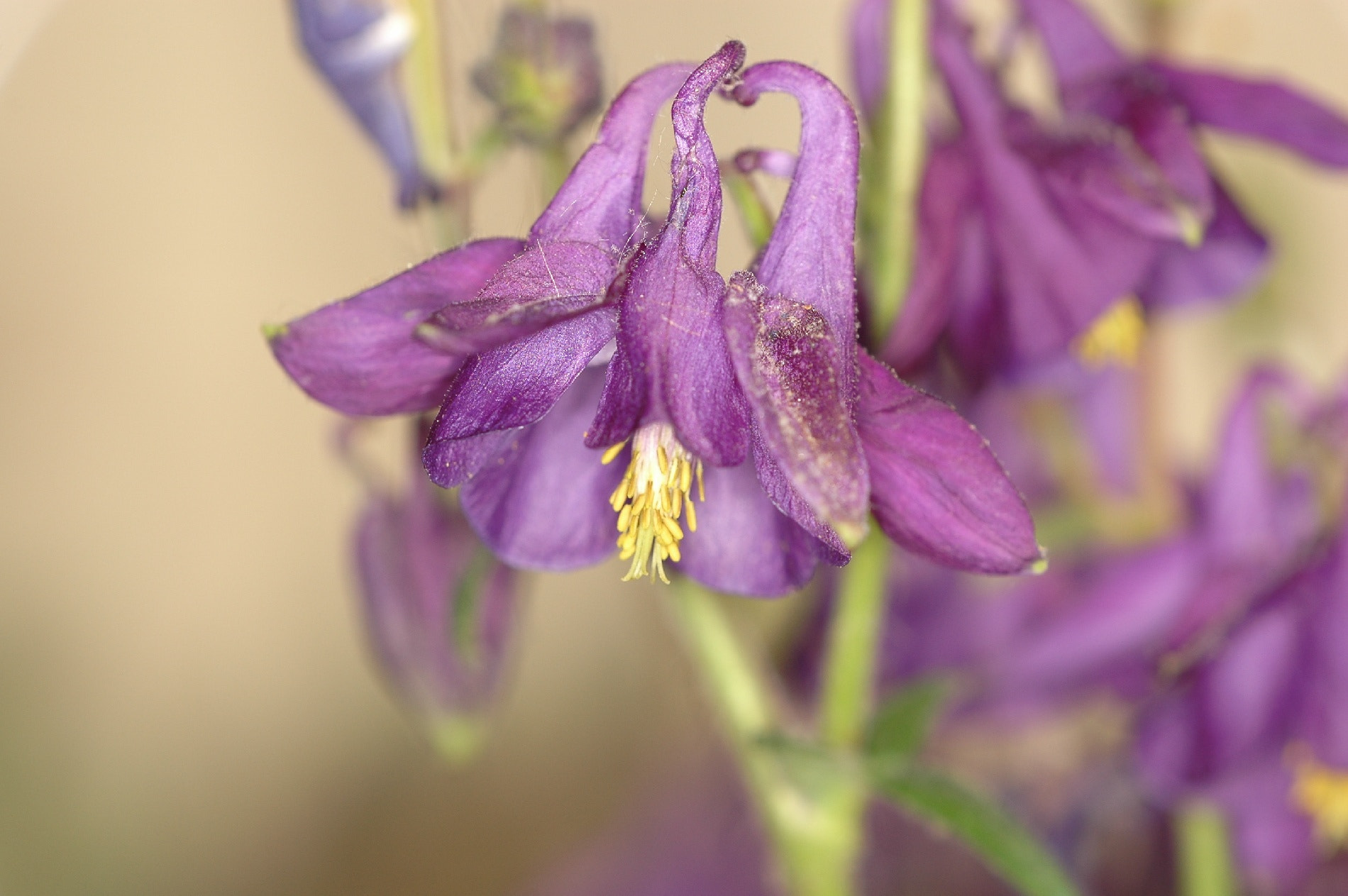 Sigma 150mm F2.8 EX DG Macro HSM sample photo. Akelei photography