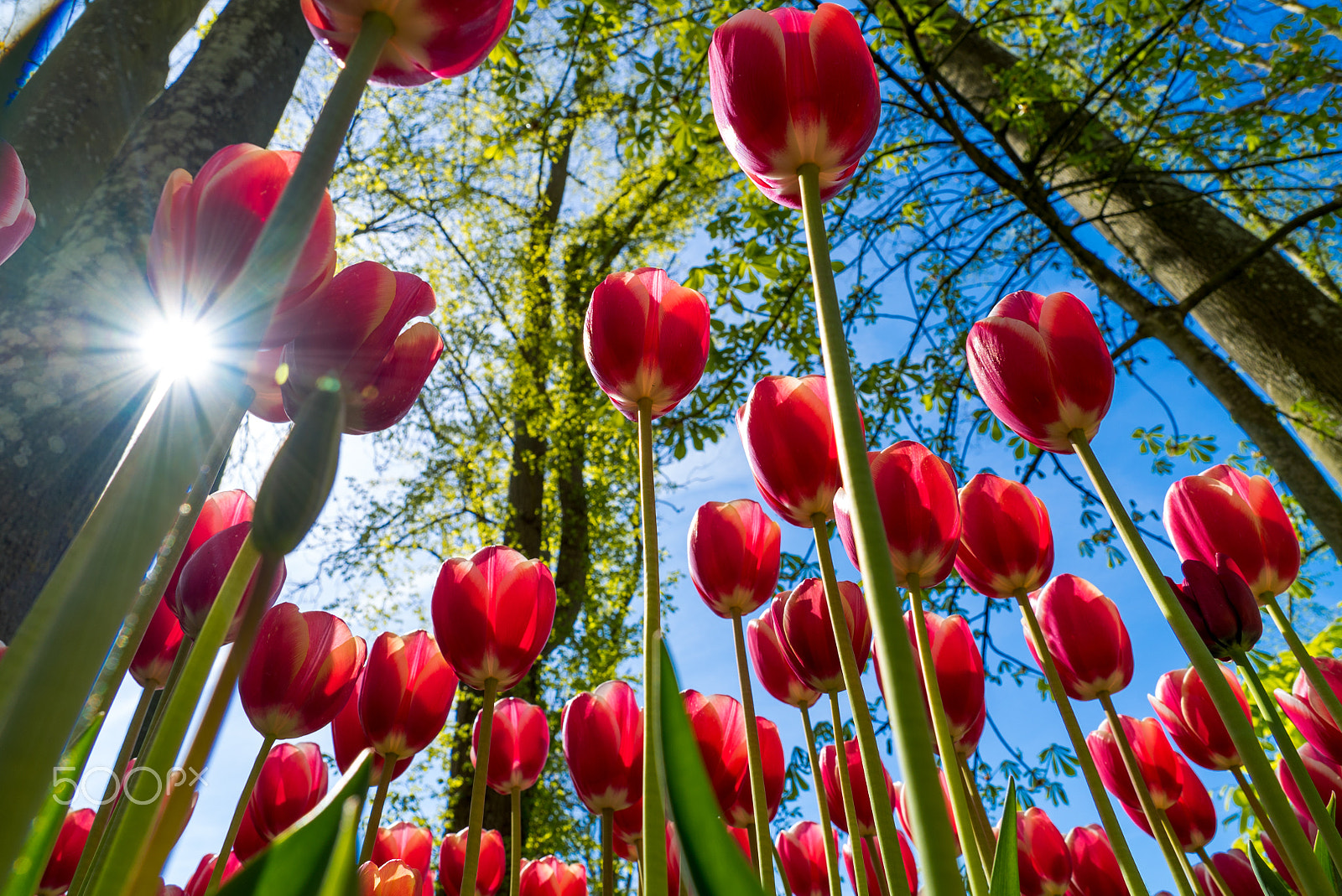 Sony a7S + Sony FE 24-240mm F3.5-6.3 OSS sample photo. Tulips in spring on a sunny day photography