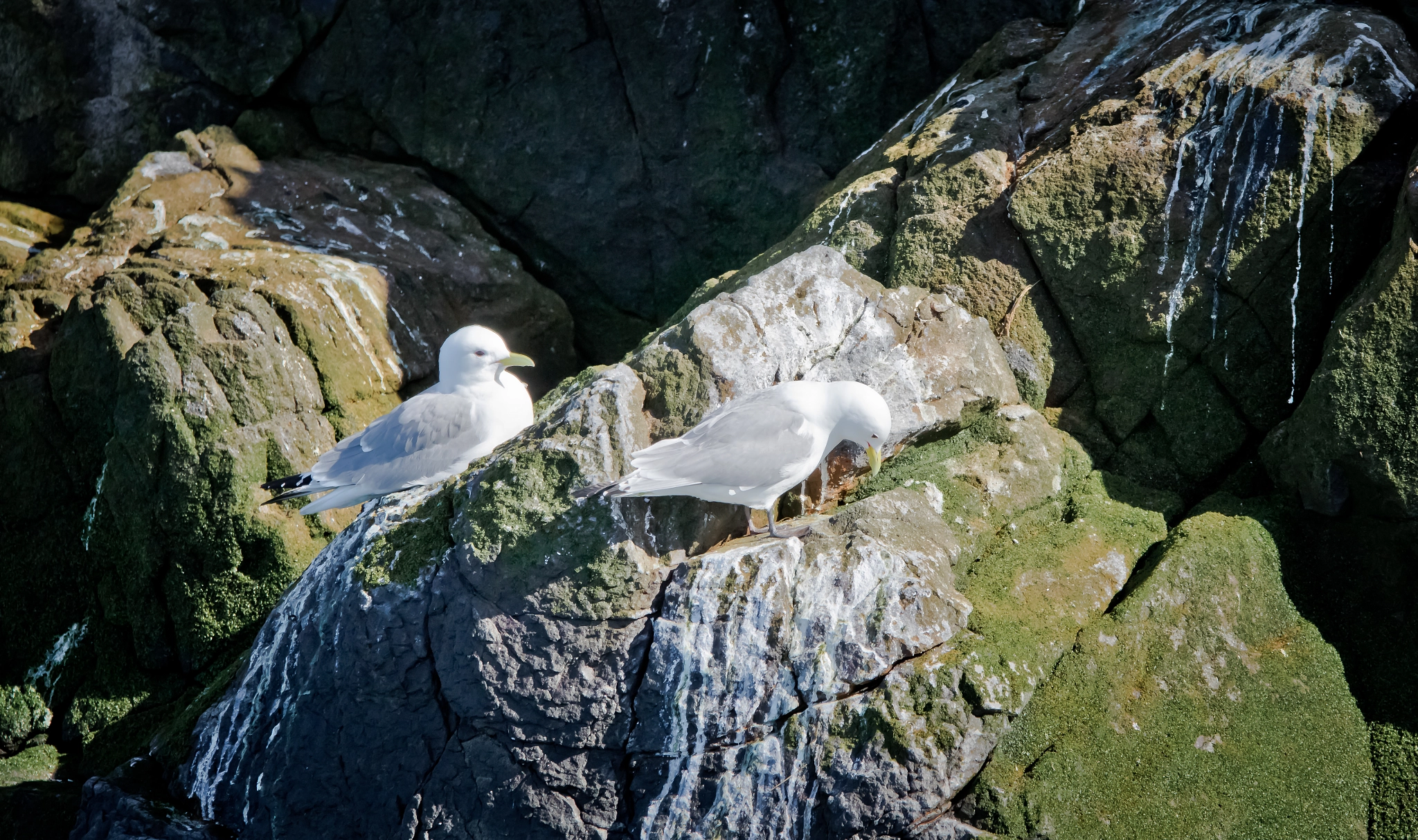 Sigma 70-200mm F2.8 EX DG OS HSM sample photo. Fulmarus glacialis photography