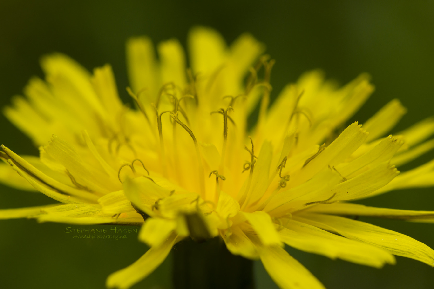 Canon EF 100mm F2.8L Macro IS USM sample photo. Dandelion photography
