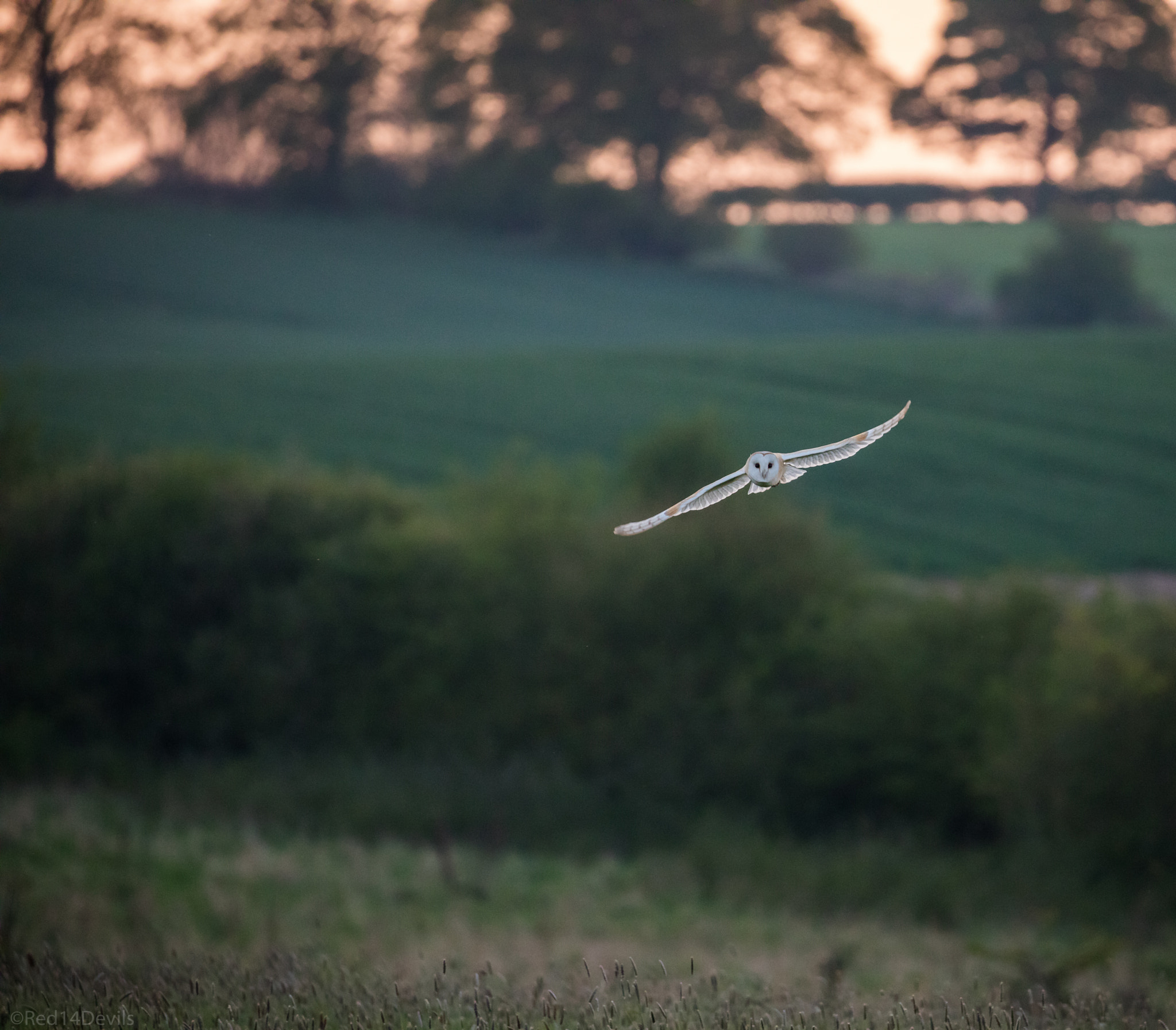 Canon EOS 5DS + Canon EF 100-400mm F4.5-5.6L IS II USM sample photo. Barn owl at dusk ... photography