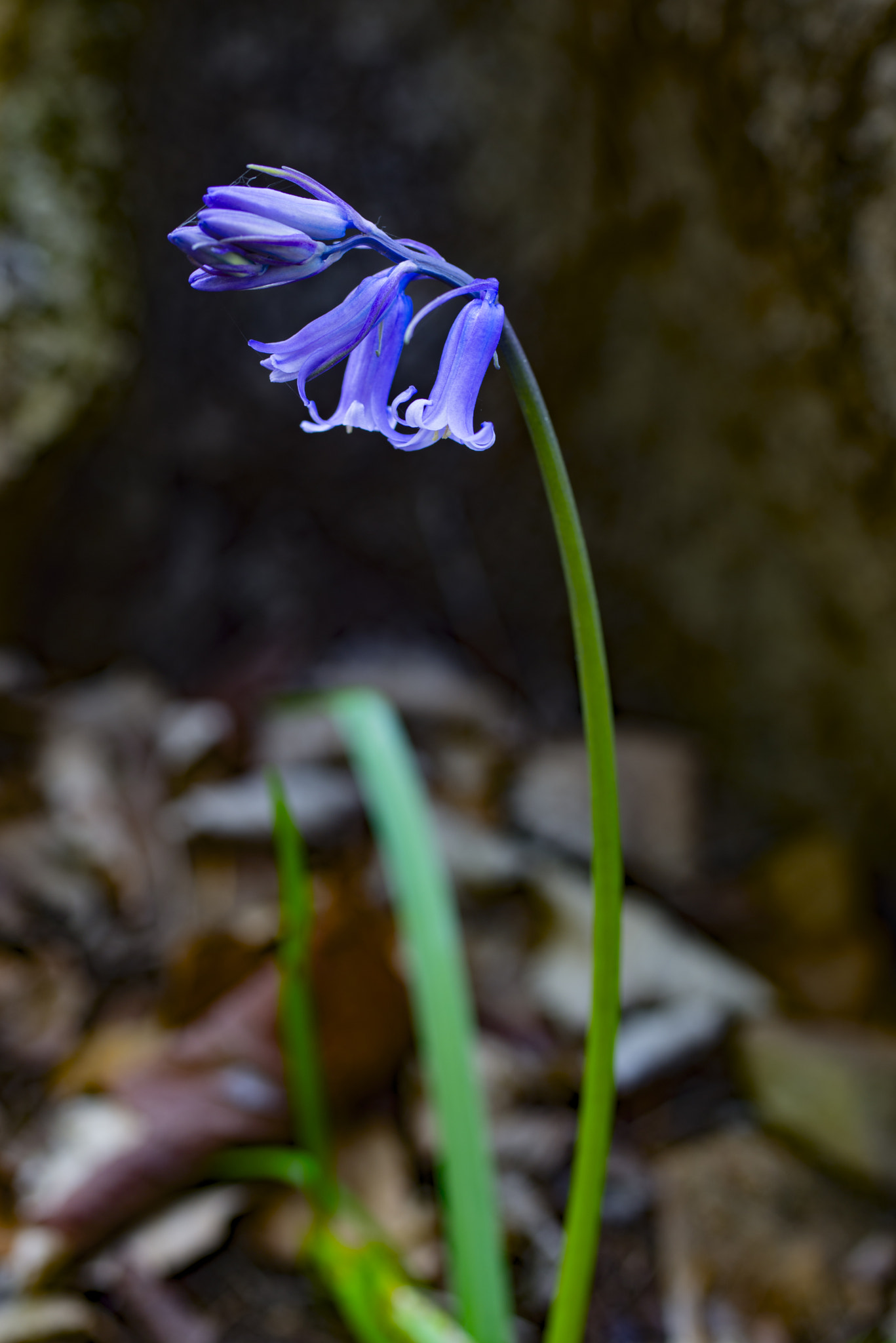 Nikon D600 + Sigma 50mm F2.8 EX DG Macro sample photo. Singled out bluebell photography