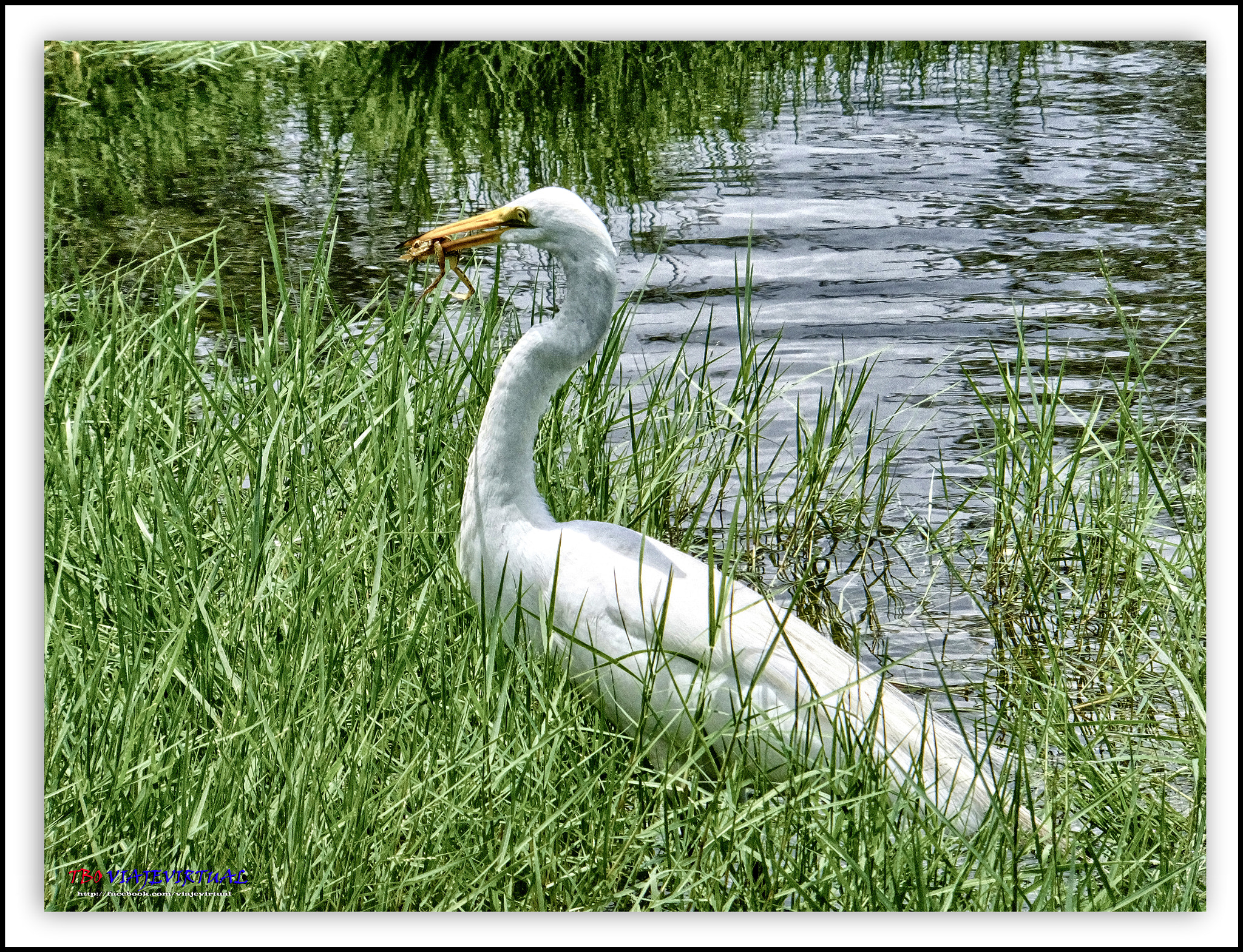 Fujifilm FinePix F850EXR sample photo. Great egret.. !! frog soup.!! photography