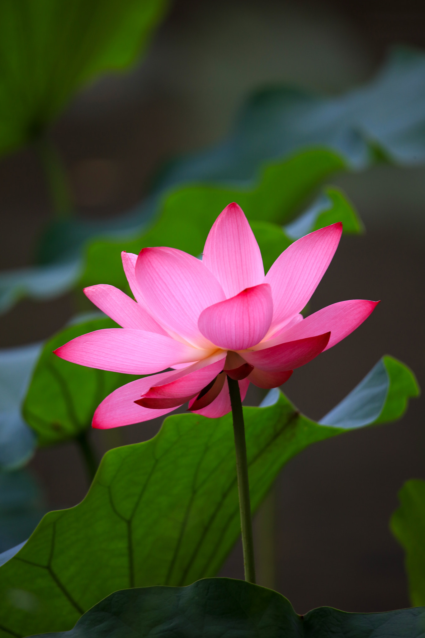 Tamron SP 150-600mm F5-6.3 Di VC USD sample photo. Lotus photography