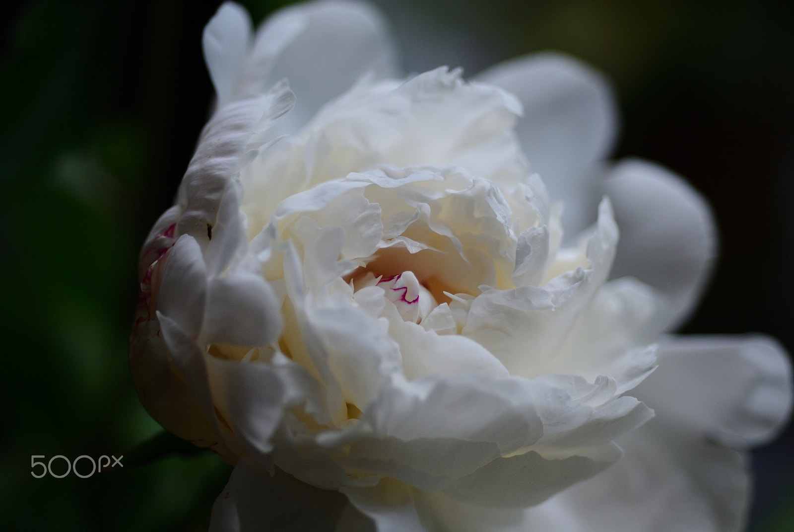 Nikon D40X + Nikon AF Micro-Nikkor 60mm F2.8D sample photo. Flower #20 photography