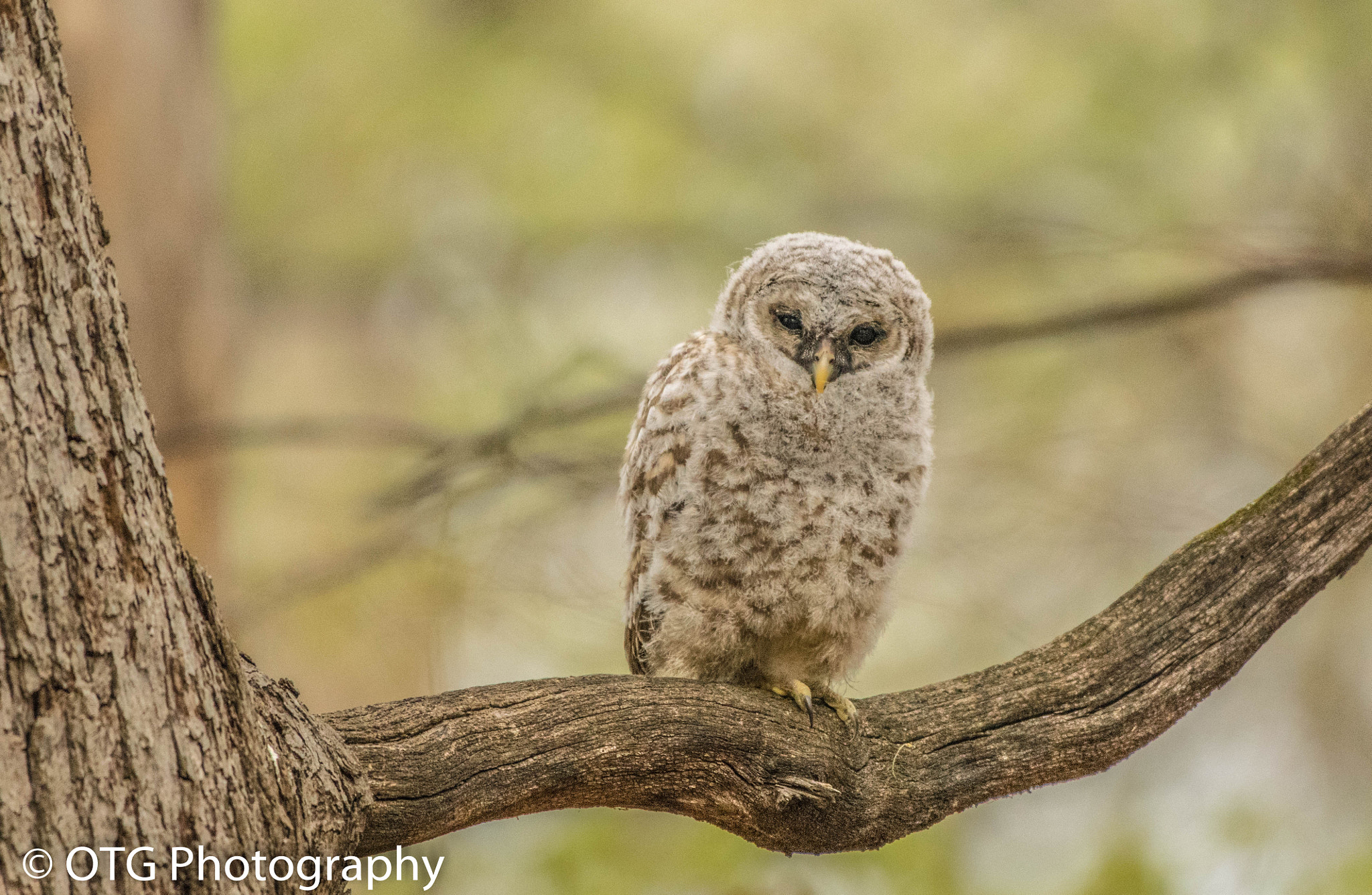 Nikon AF-S Nikkor 200-500mm F5.6E ED VR sample photo. Owl fledgling out on its own photography