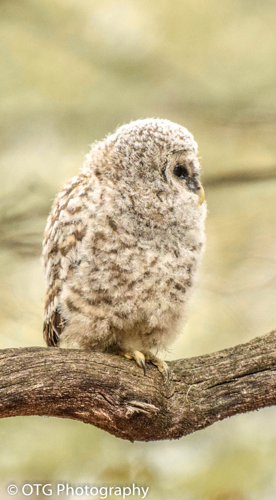 Nikon AF-S Nikkor 200-500mm F5.6E ED VR sample photo. Fresh out of the nest photography