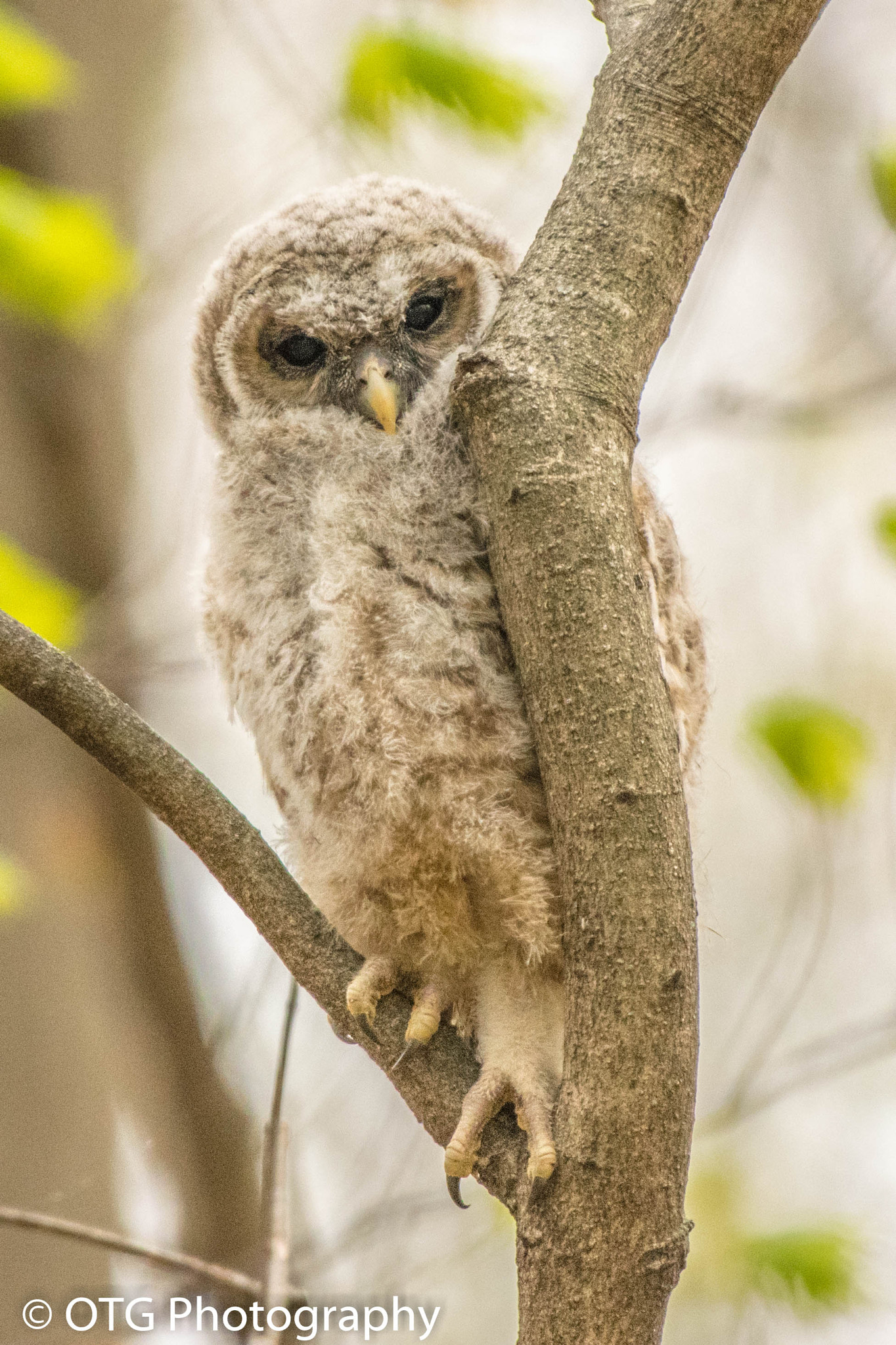 Nikon AF-S Nikkor 200-500mm F5.6E ED VR sample photo. Barred owl fledgling photography