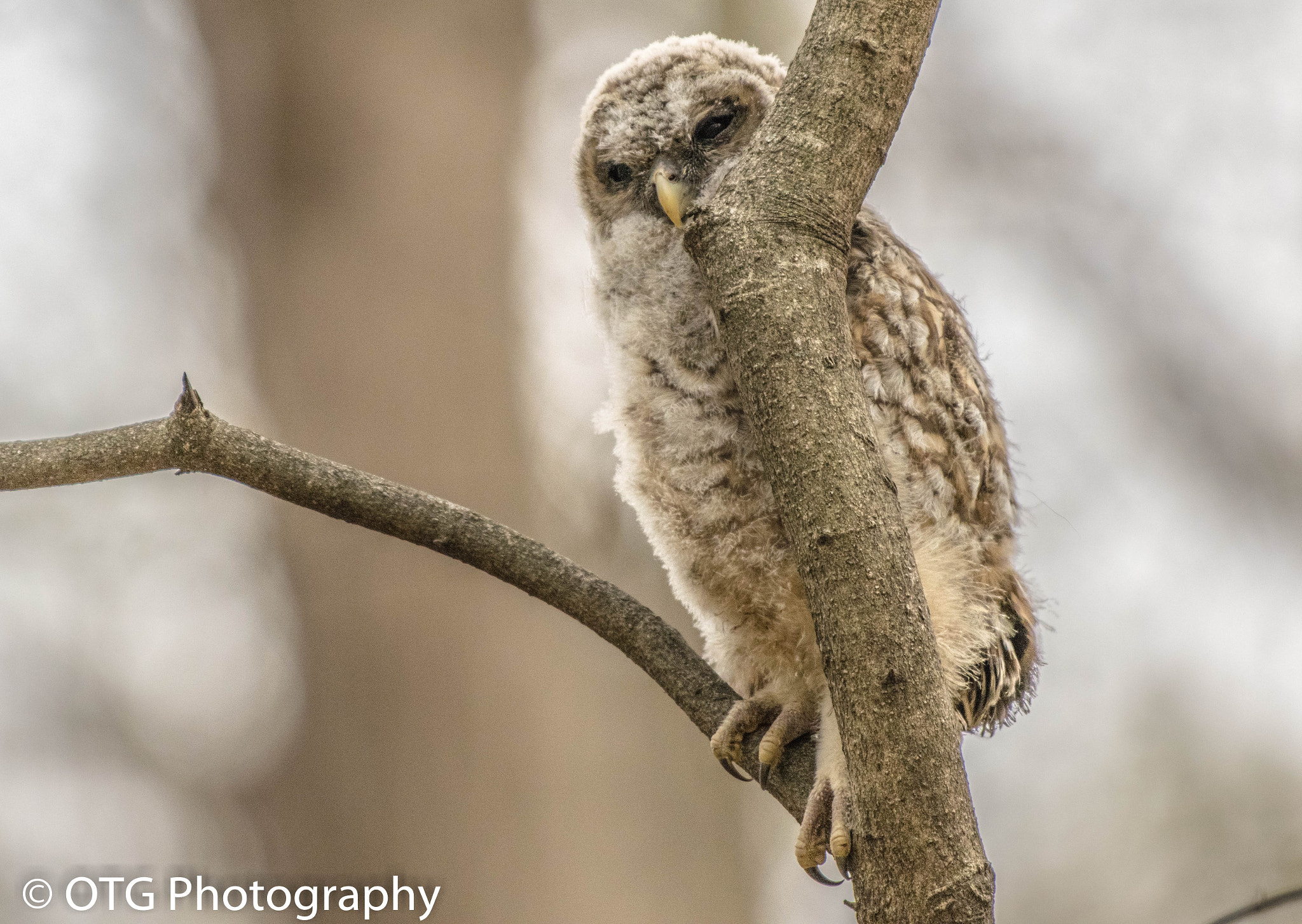 Nikon AF-S Nikkor 200-500mm F5.6E ED VR sample photo. Fledged barred owl photography