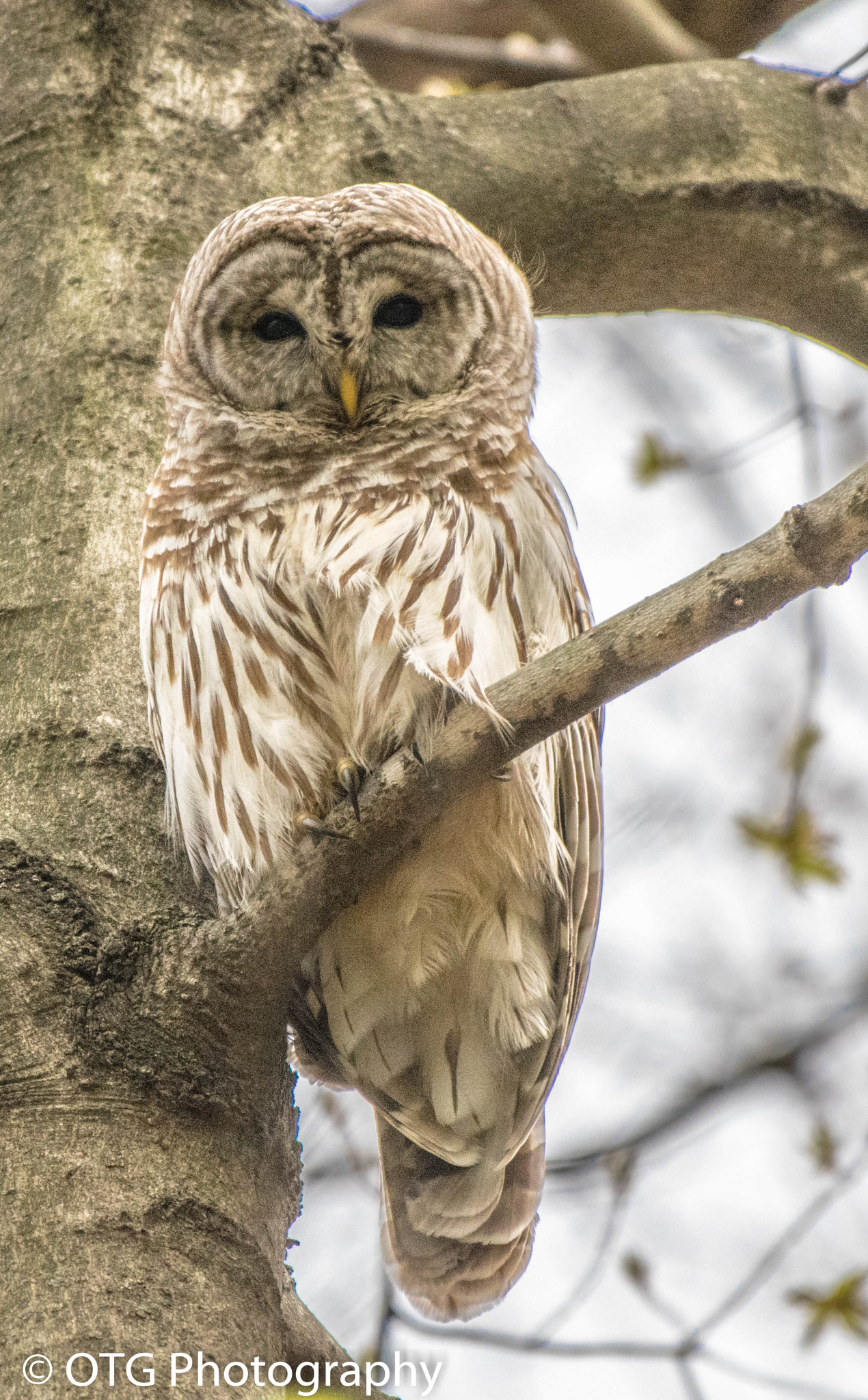 Nikon AF-S Nikkor 200-500mm F5.6E ED VR sample photo. Barred owl watching over the nest photography