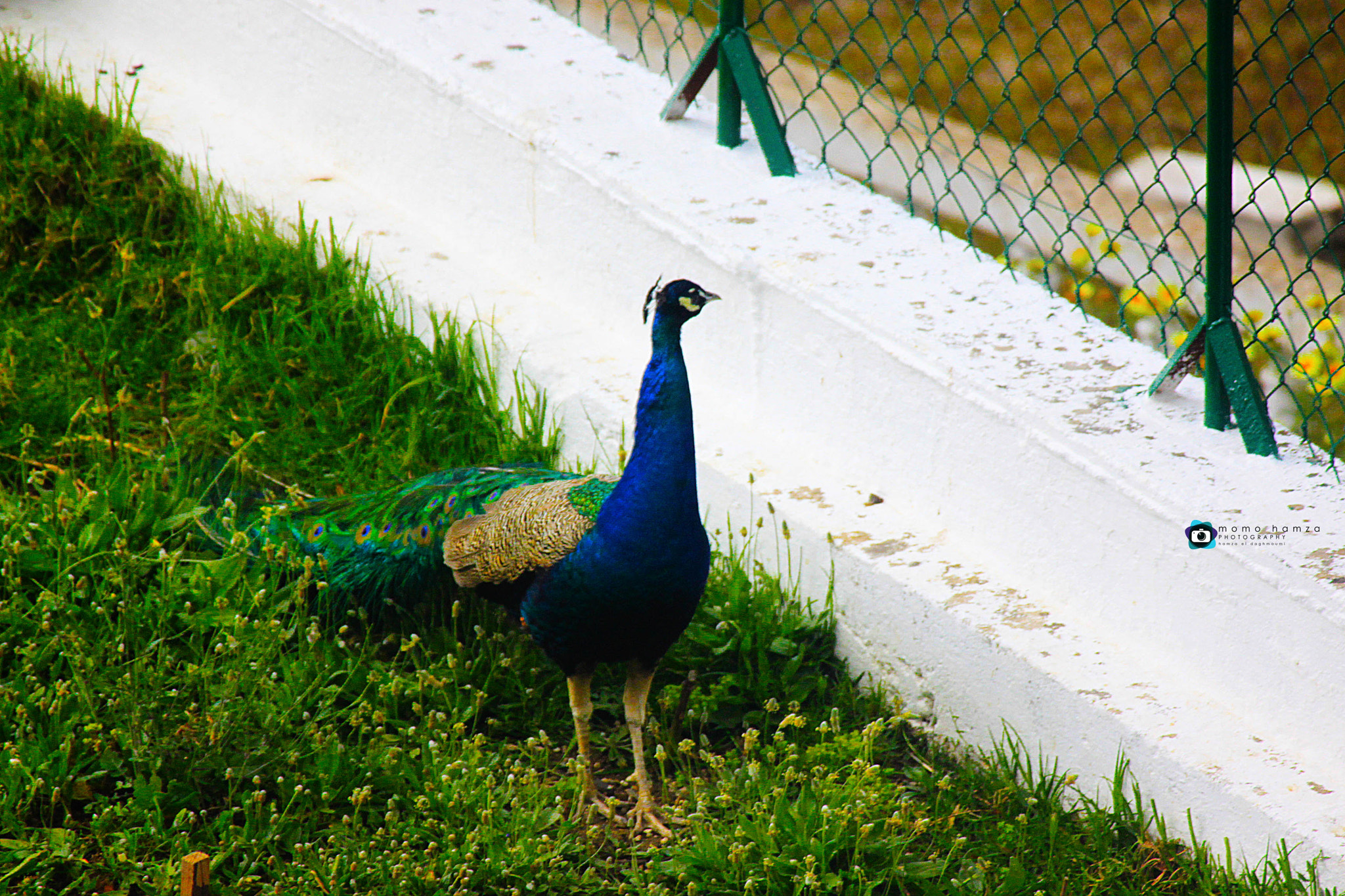 Canon EF 100-300mm f/5.6 sample photo. #طاووس photography