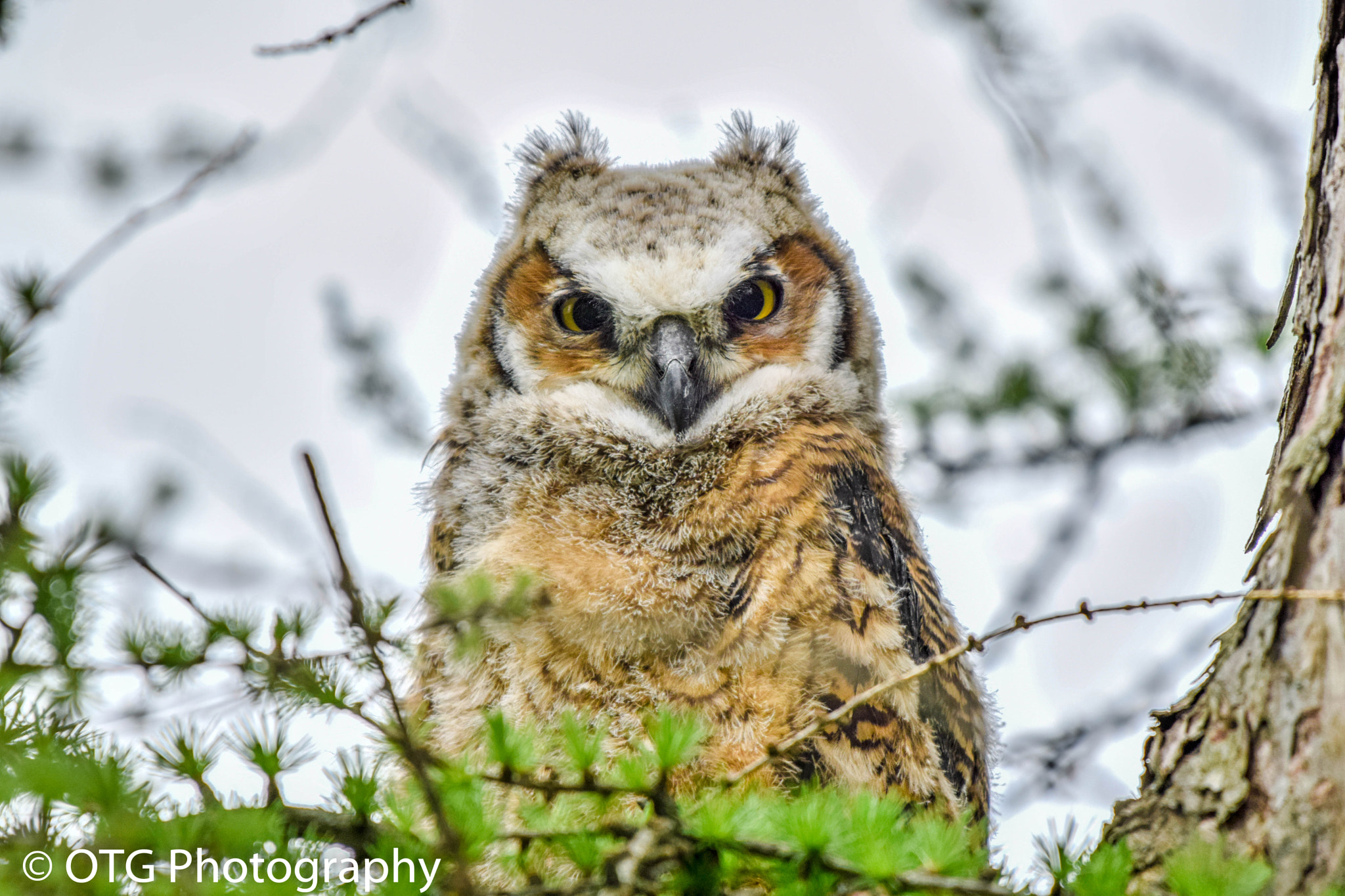 Nikon AF-S Nikkor 200-500mm F5.6E ED VR sample photo. Great horned owl out of the nest photography