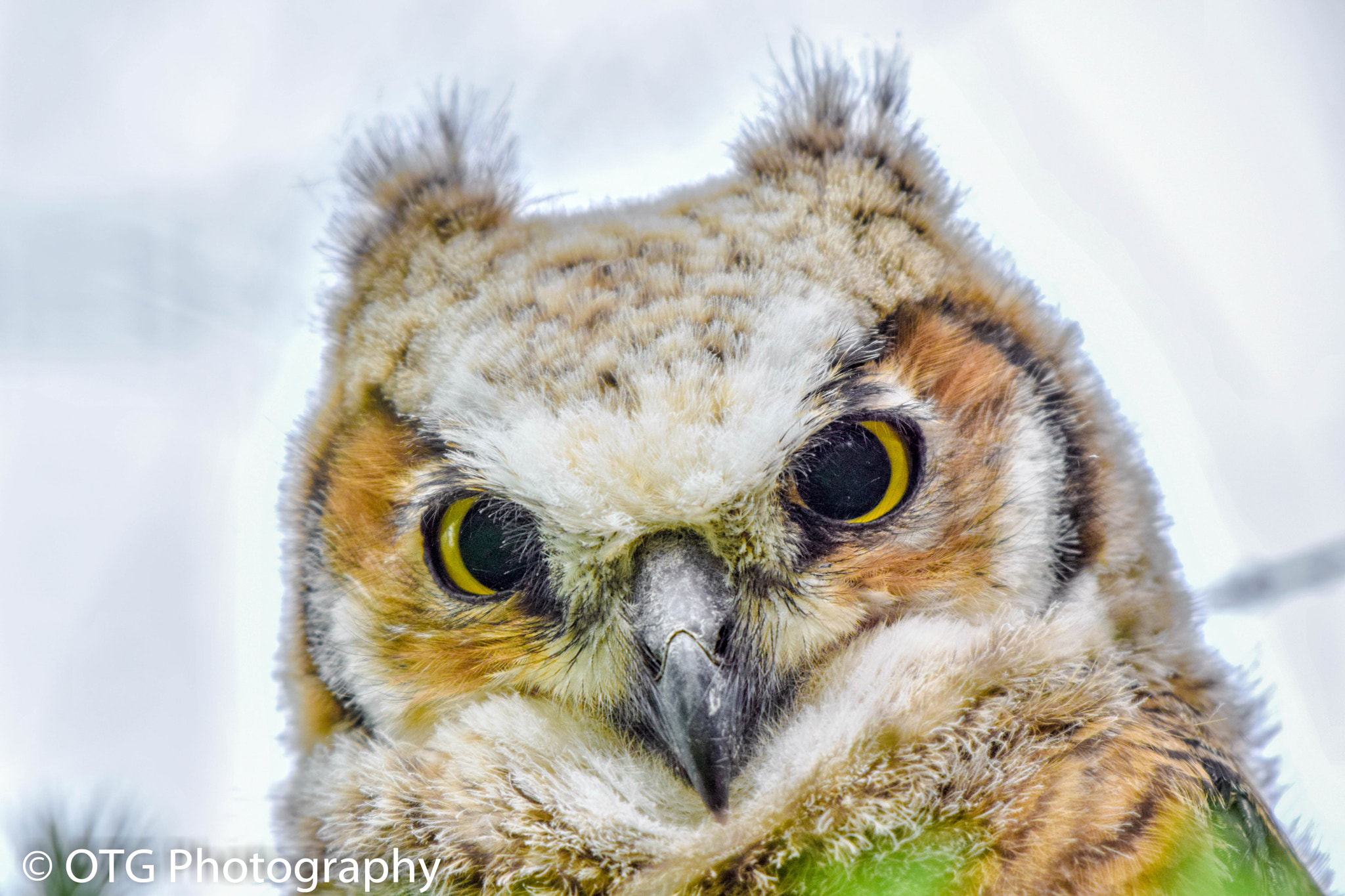 Nikon AF-S Nikkor 200-500mm F5.6E ED VR sample photo. Great horned owl fledgling portrait photography